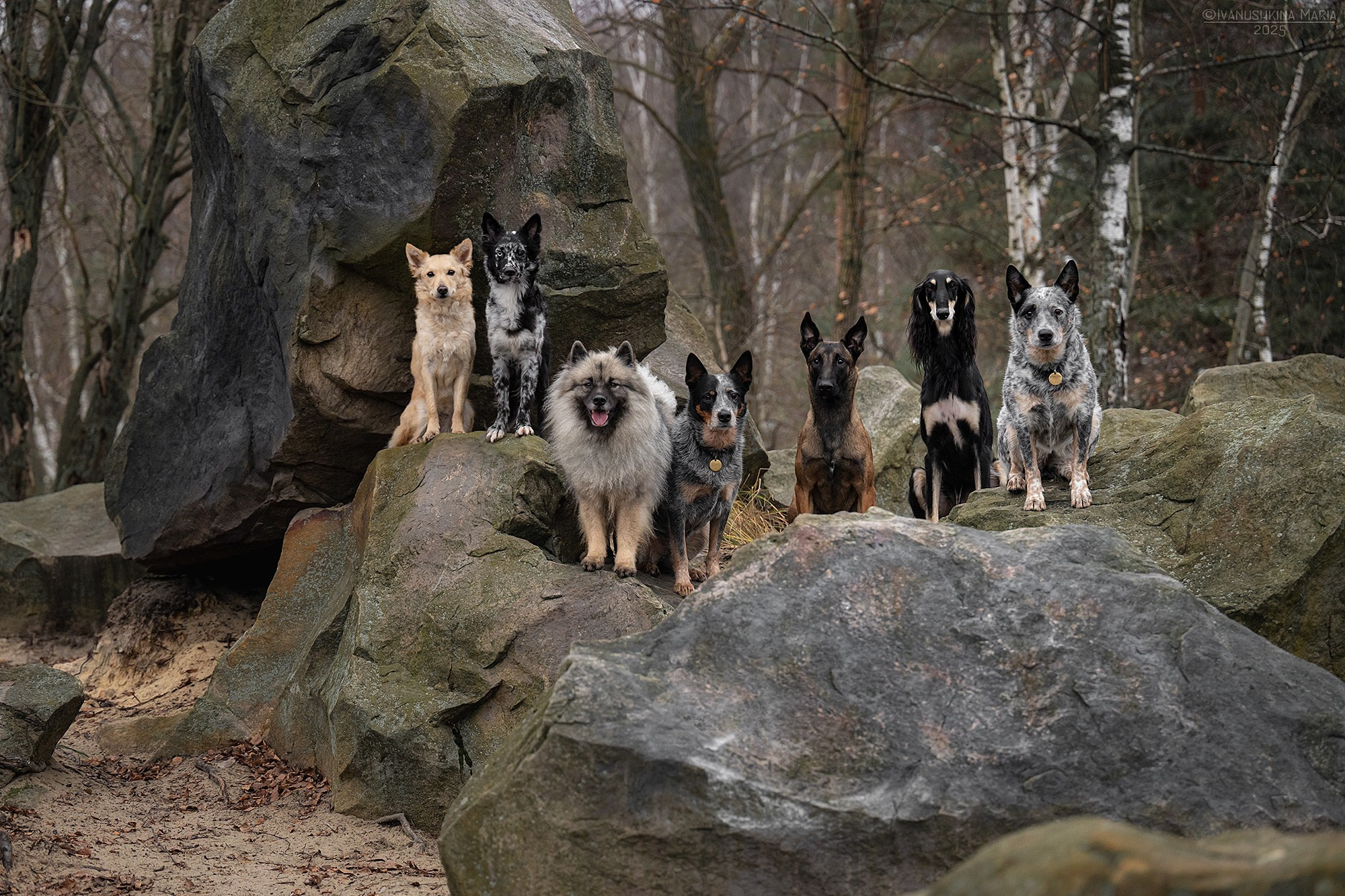 Фотограф-анималист. Фотограф собак в Москве и Московской области Иванушкина Мария