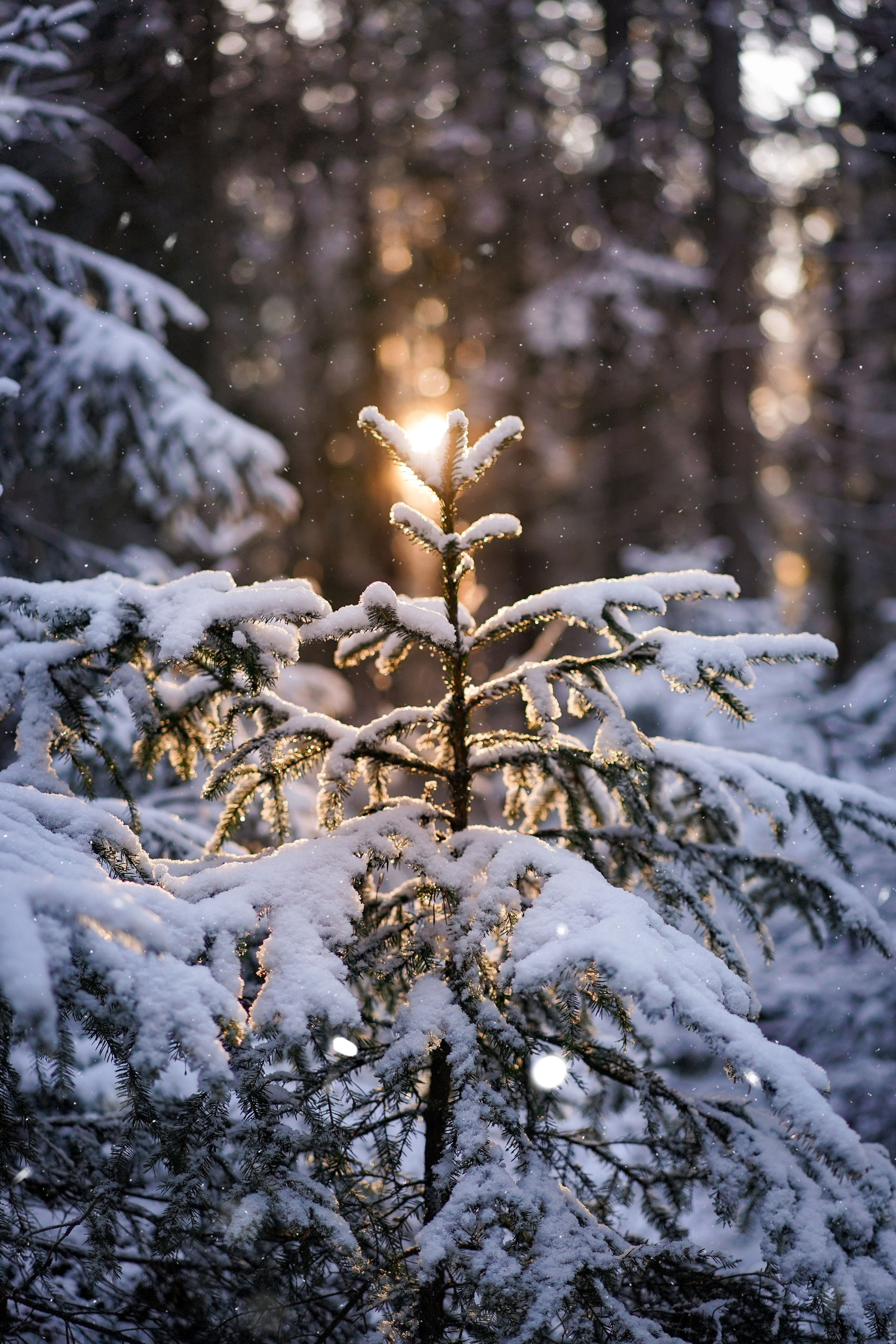 Панда зимний лес. Фотограф-анималист в Санкт-Петербурге Яна Мартынова