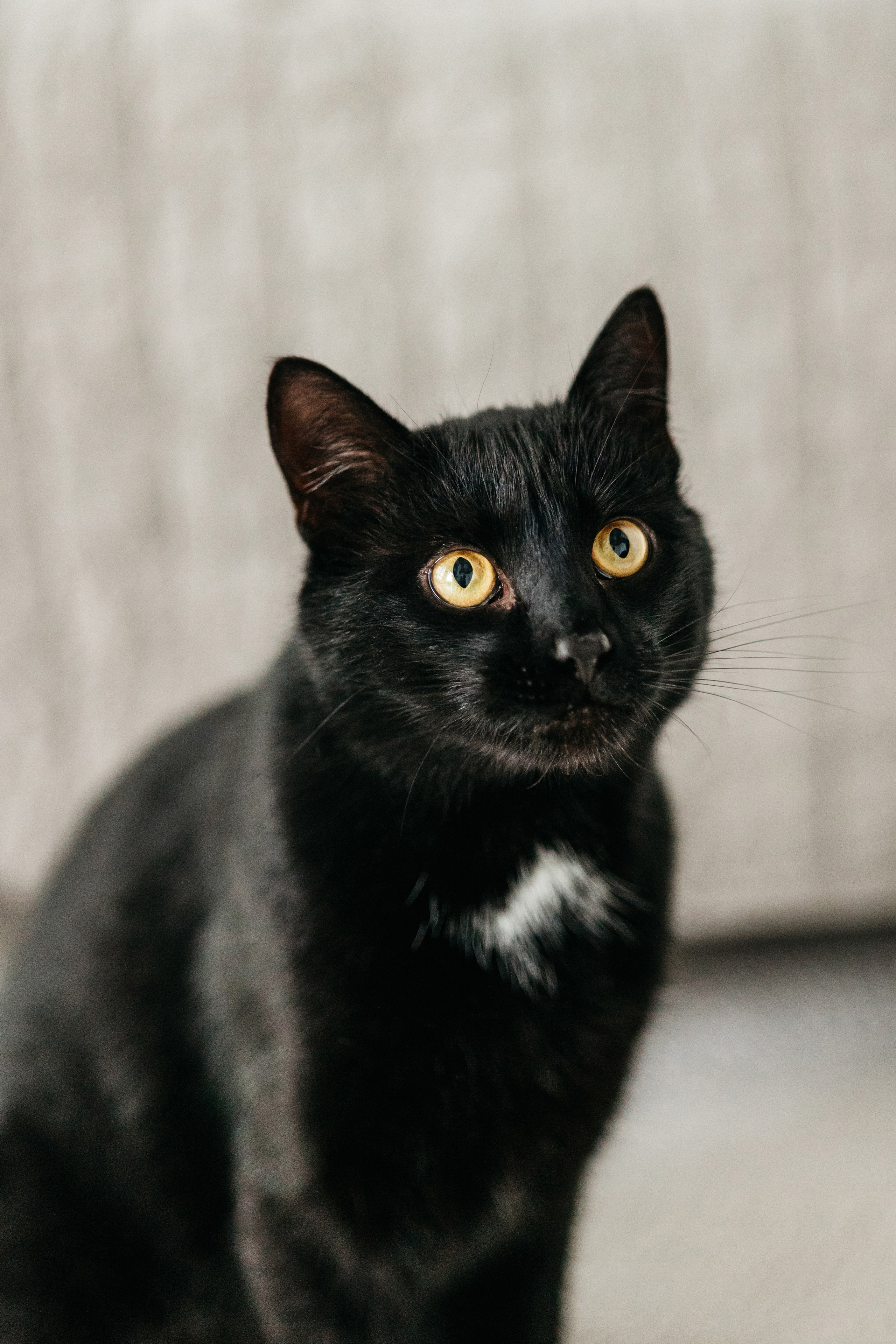 Кузя. Фотограф-анималист Елена Радченко, Москва