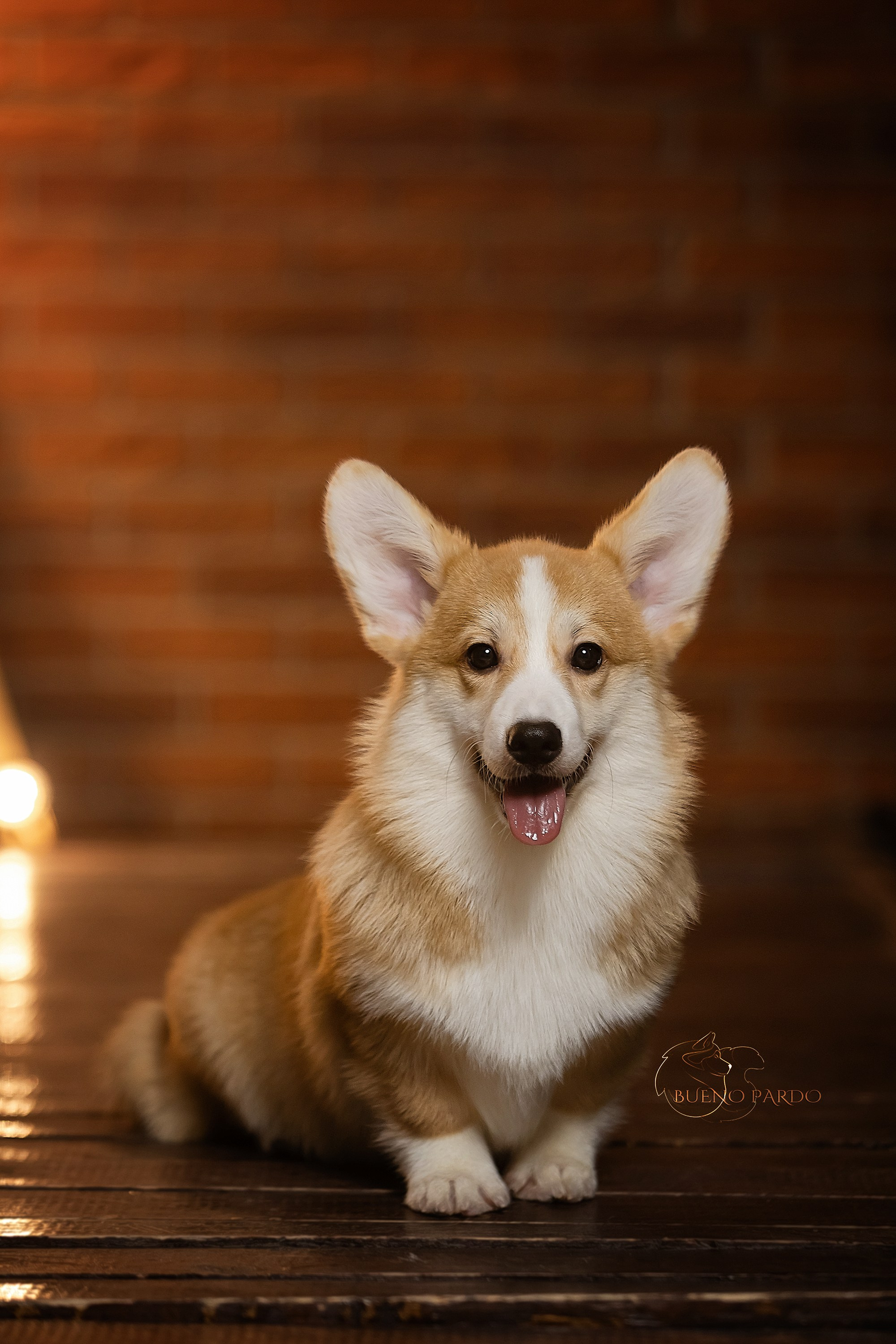 А — Кола и Цесей. Kawaii Kuma питомник собак пород Корги пемброк, Акита ину, Сиба