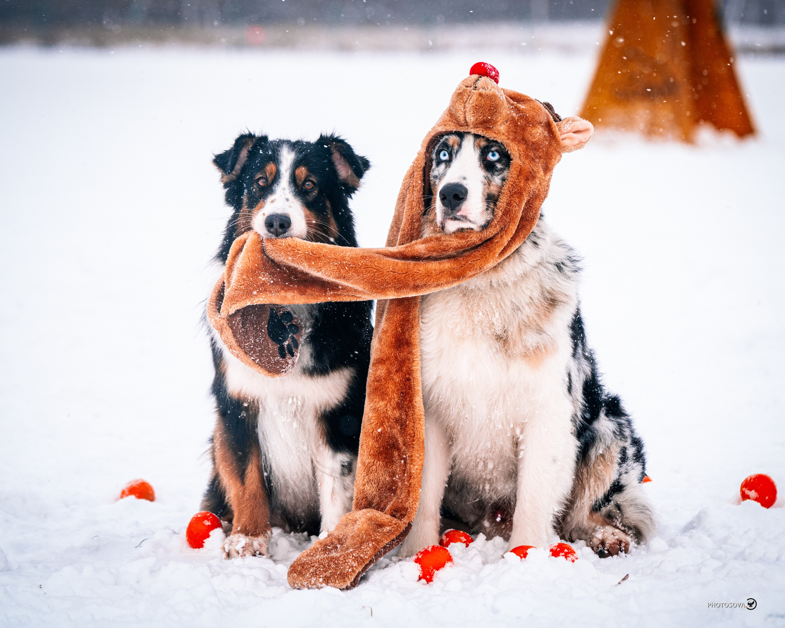 ФОТОПАМЯТЬ ВАШИХ ЭМОЦИЙ. Фотограф-анималист, семейный фотограф в Москве и Подмосковье. Фотосъёмка кинологических дисциплин