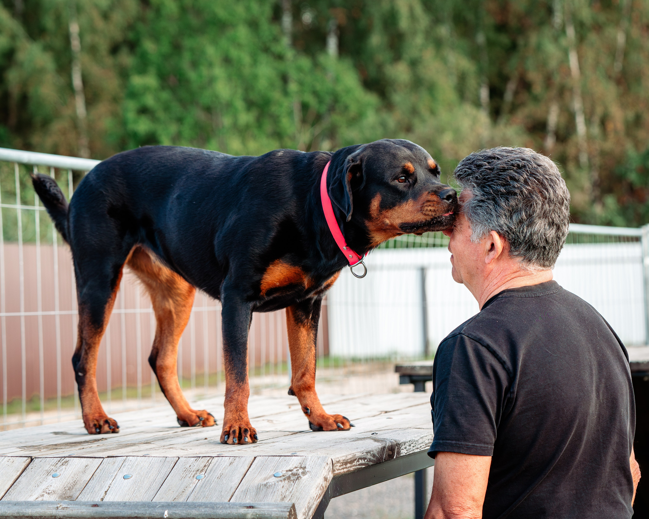 Ваш путь к ПОБЕДЕ (ТРЕНИРОВКИ). Фотограф-анималист, семейный фотограф в Москве и Подмосковье. Фотосъёмка кинологических дисциплин