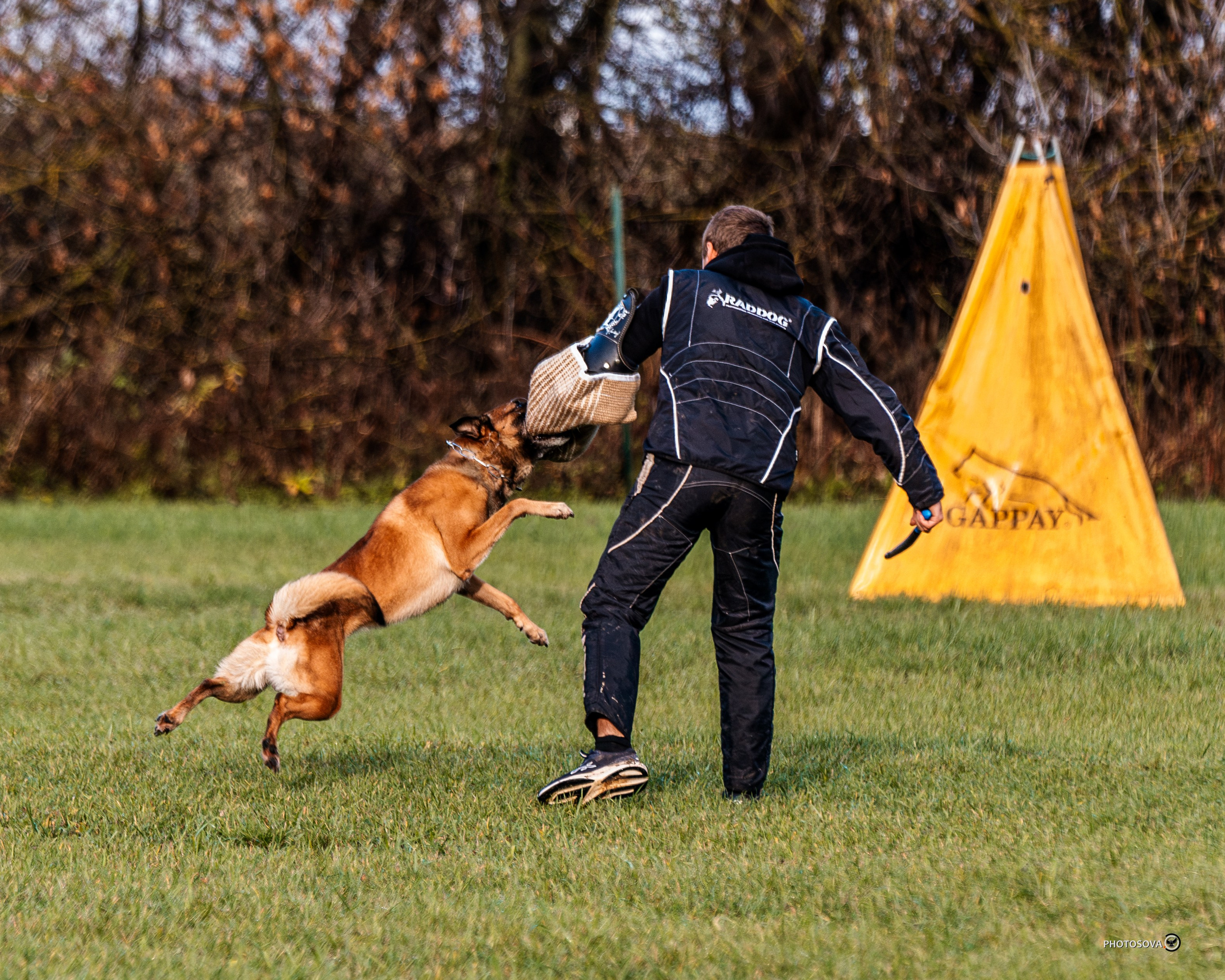 МЫ — КОМАНДА (соревнования) OKD, BH, IBGH, IGP. Фотограф-анималист, семейный фотограф в Москве и Подмосковье. Фотосъёмка кинологических дисциплин