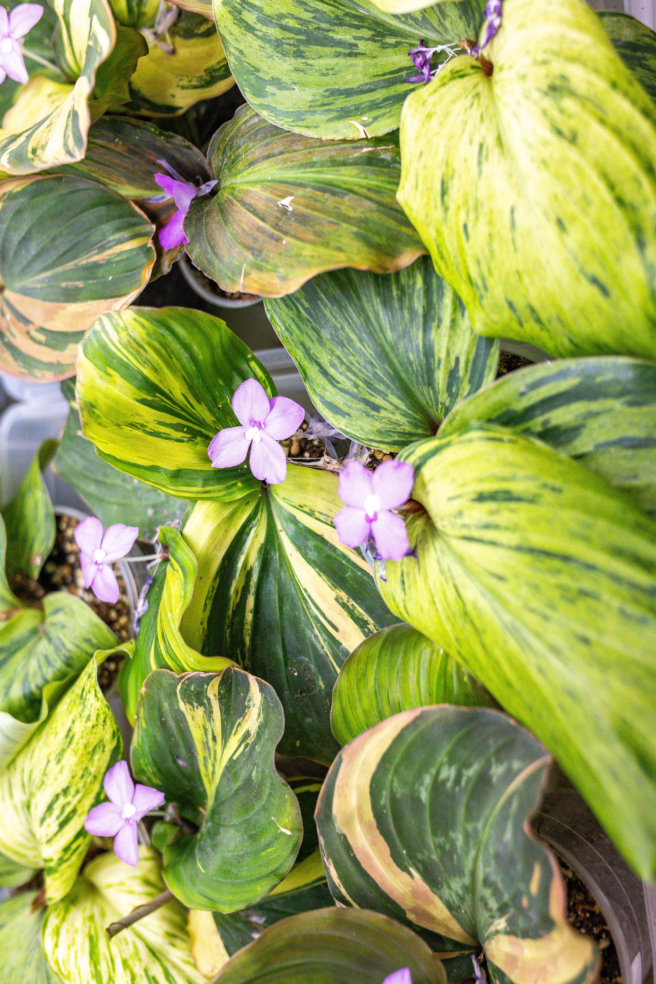 Green rare июнь 2025. Александра Куликова фотограф, Москва