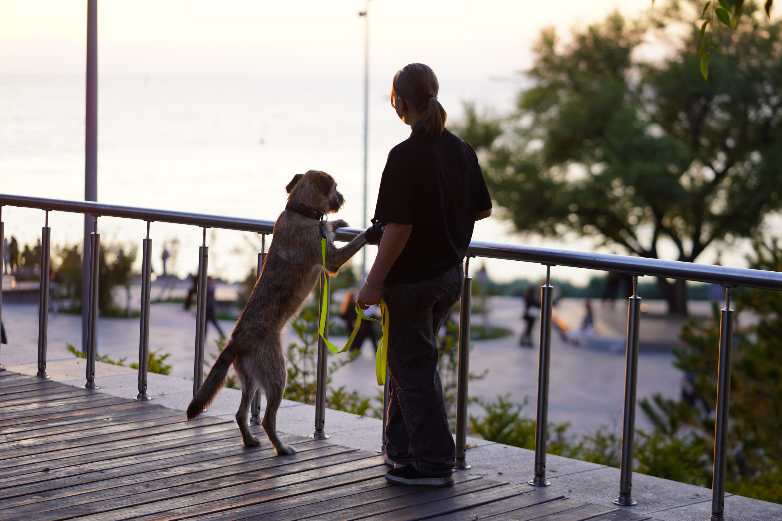 фото закат собака и девушка