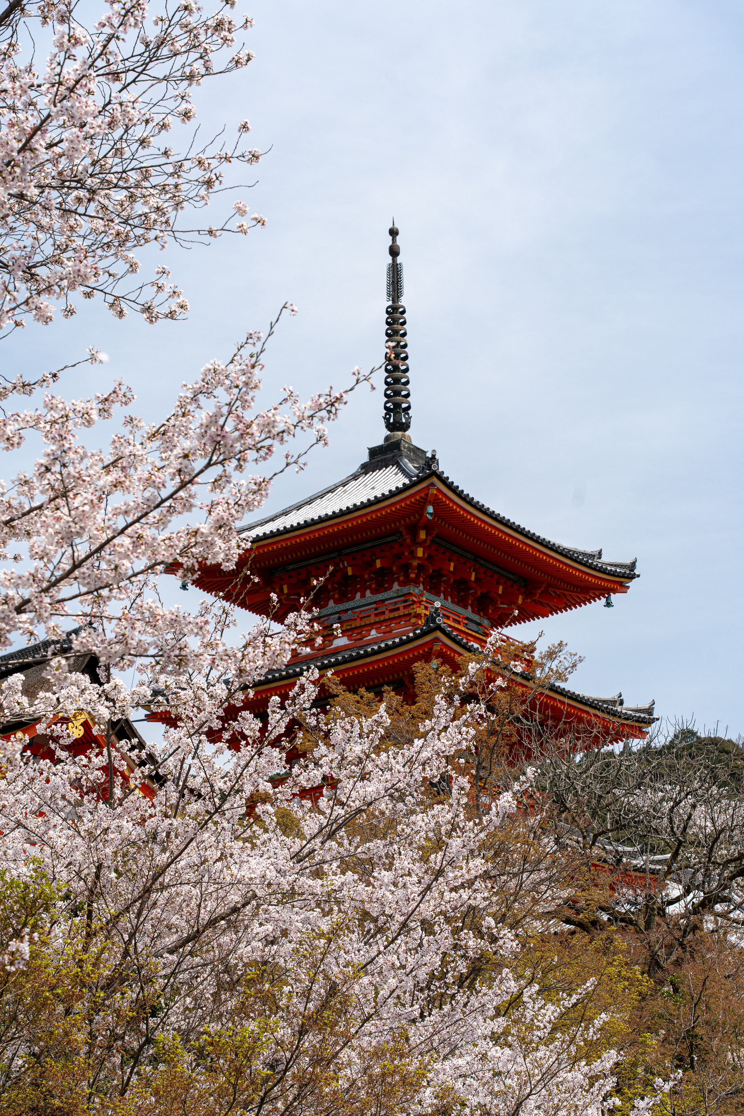 Япония, сакура. Творческие сьемки