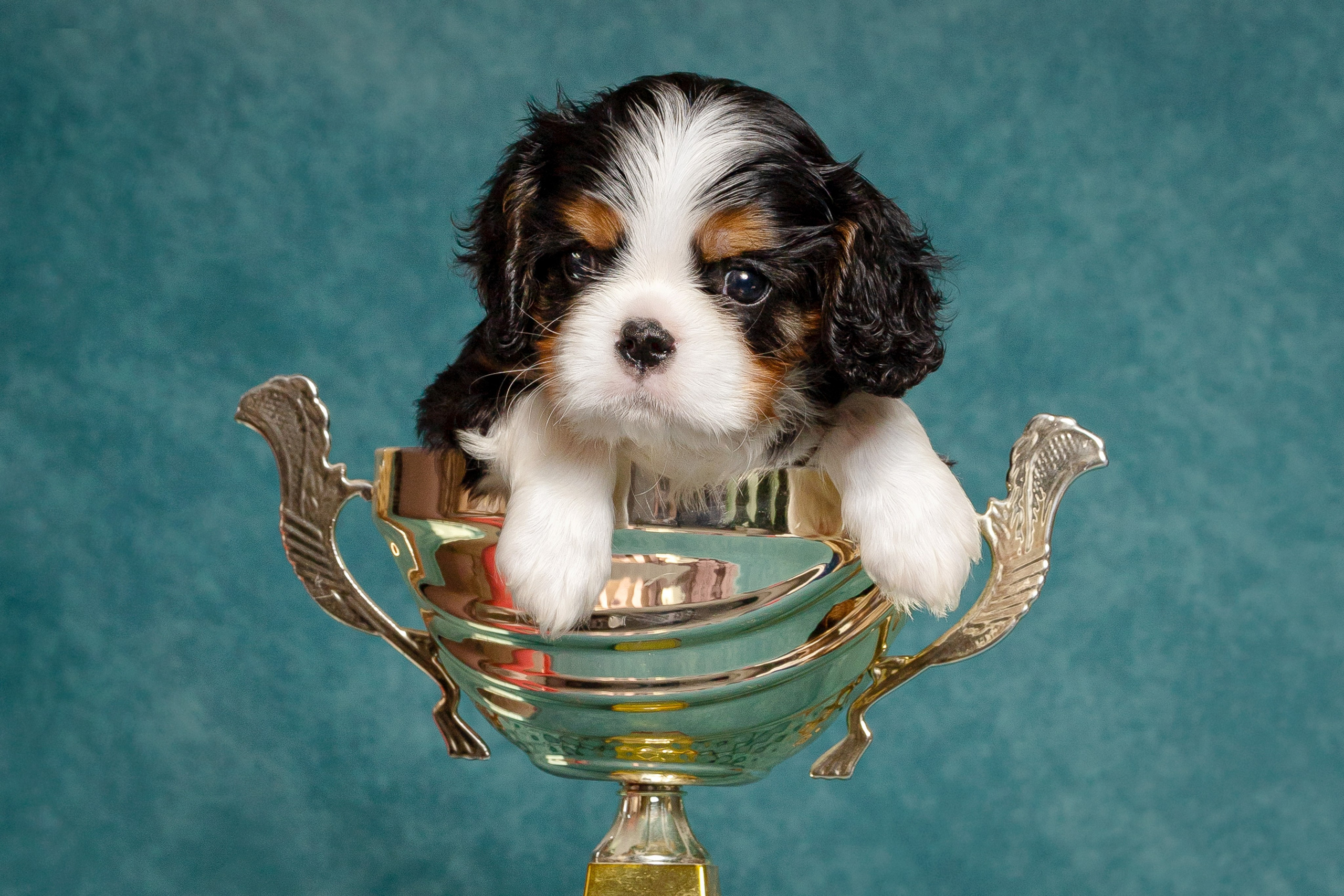 Кавалер Кинг Чарльз спаниель. Юлия Микульская. Рыбинск