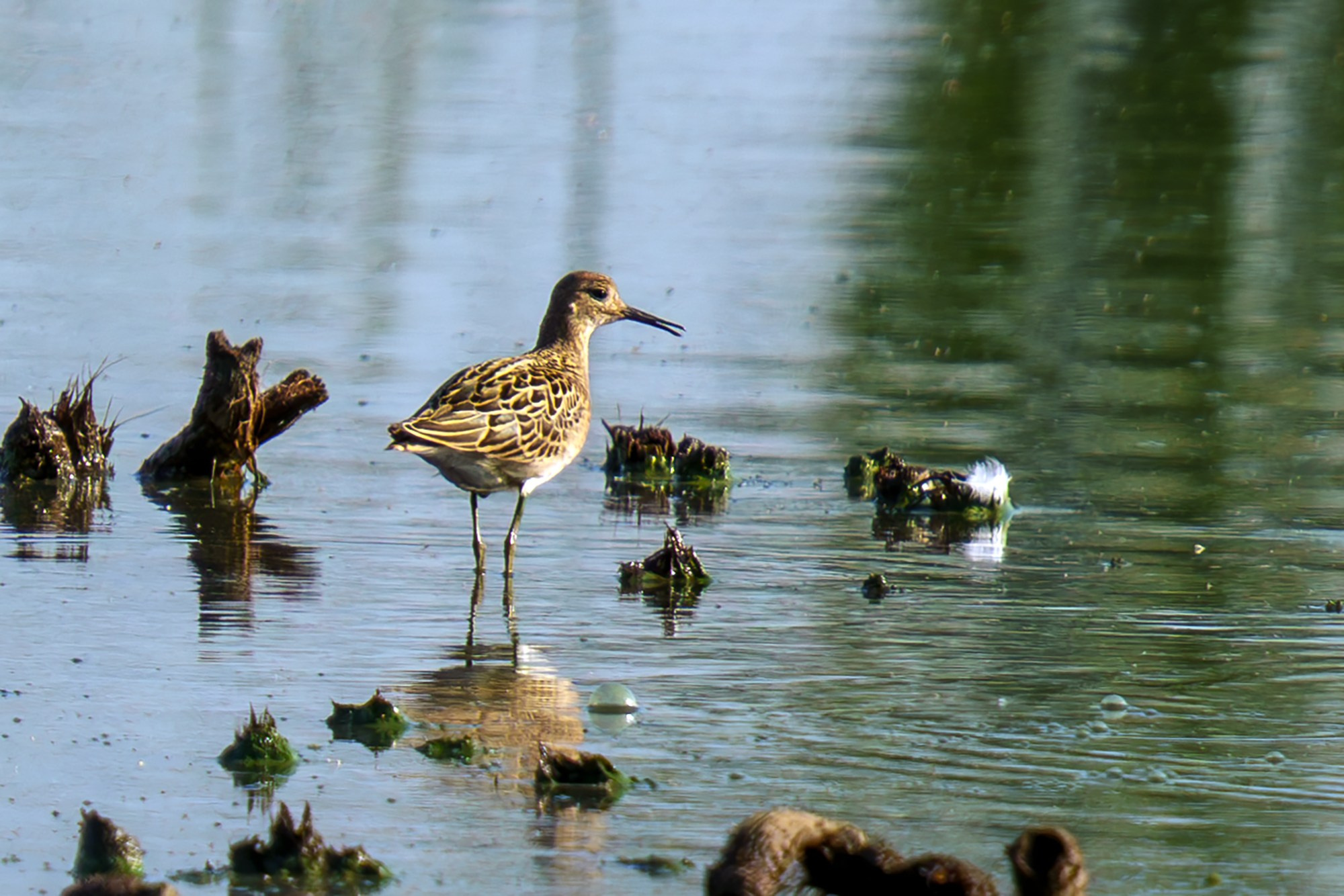 Удивительные мир птиц. Вокруг нас столько прекрасного — присмотритесь!. Ваш личный фотограф Марина Волкова