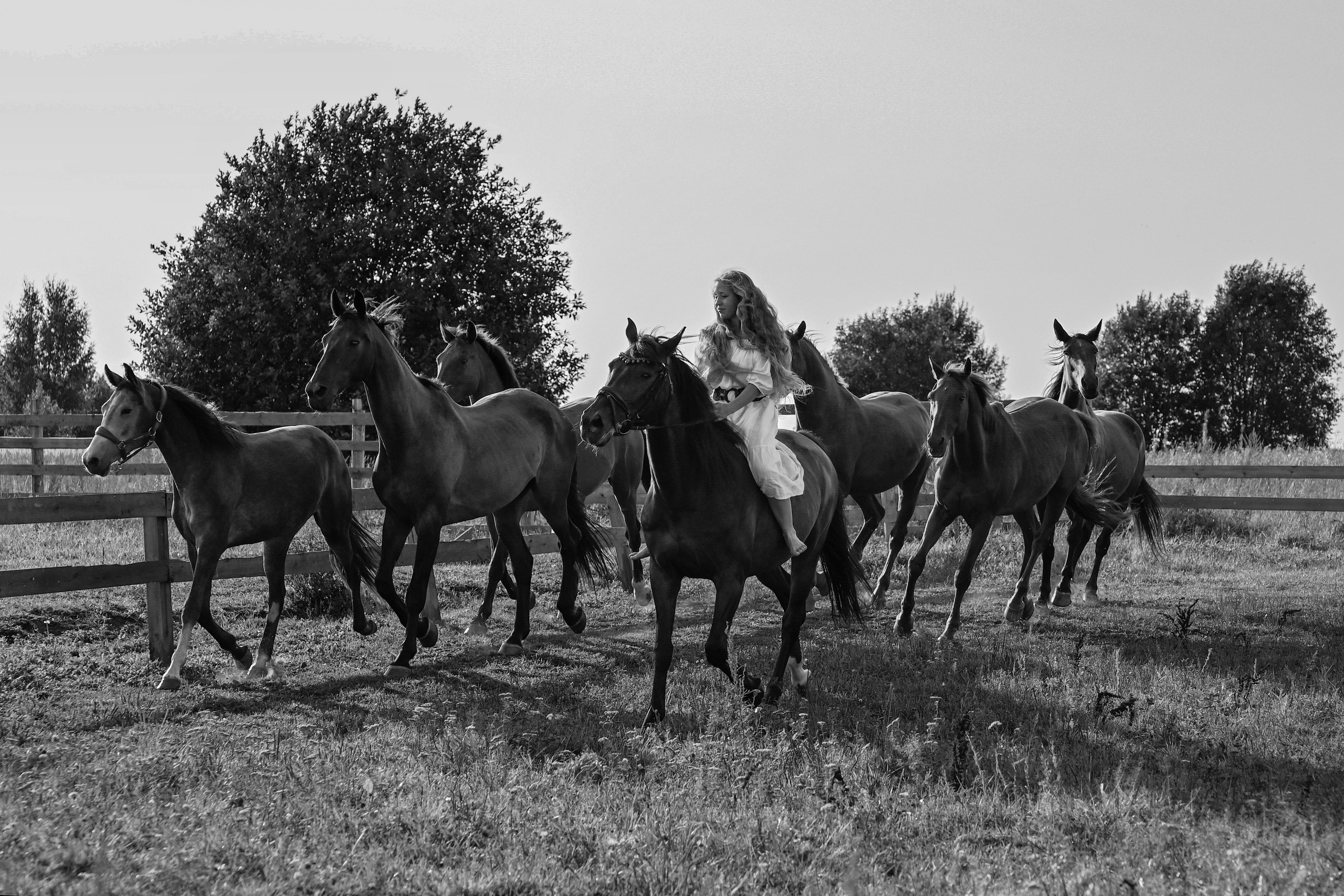 Конные портреты. Фотограф Зноева Ирина (Gvenya)