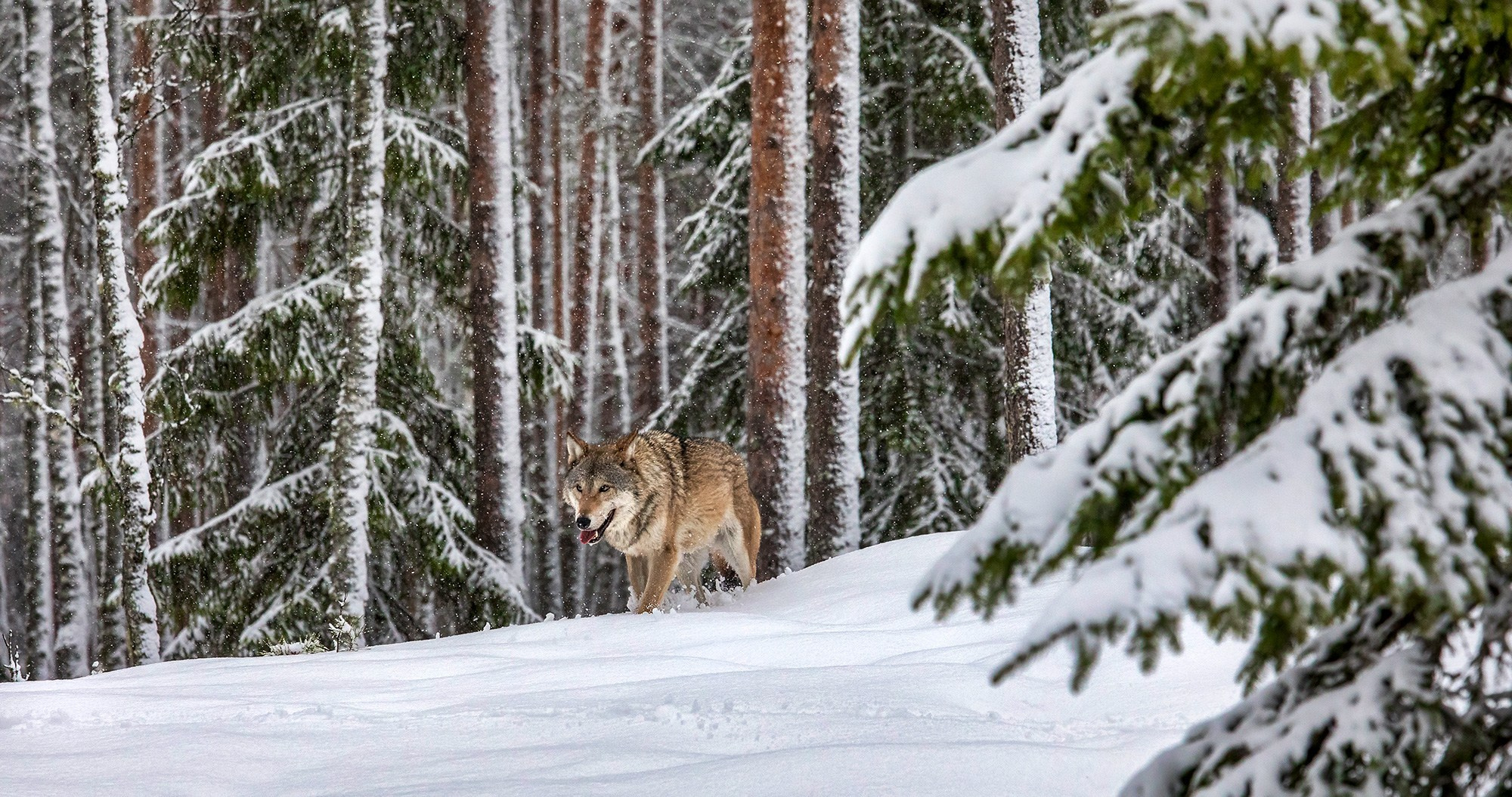 Зимой в Белоруссии. Фотограф Владимир Остапенко