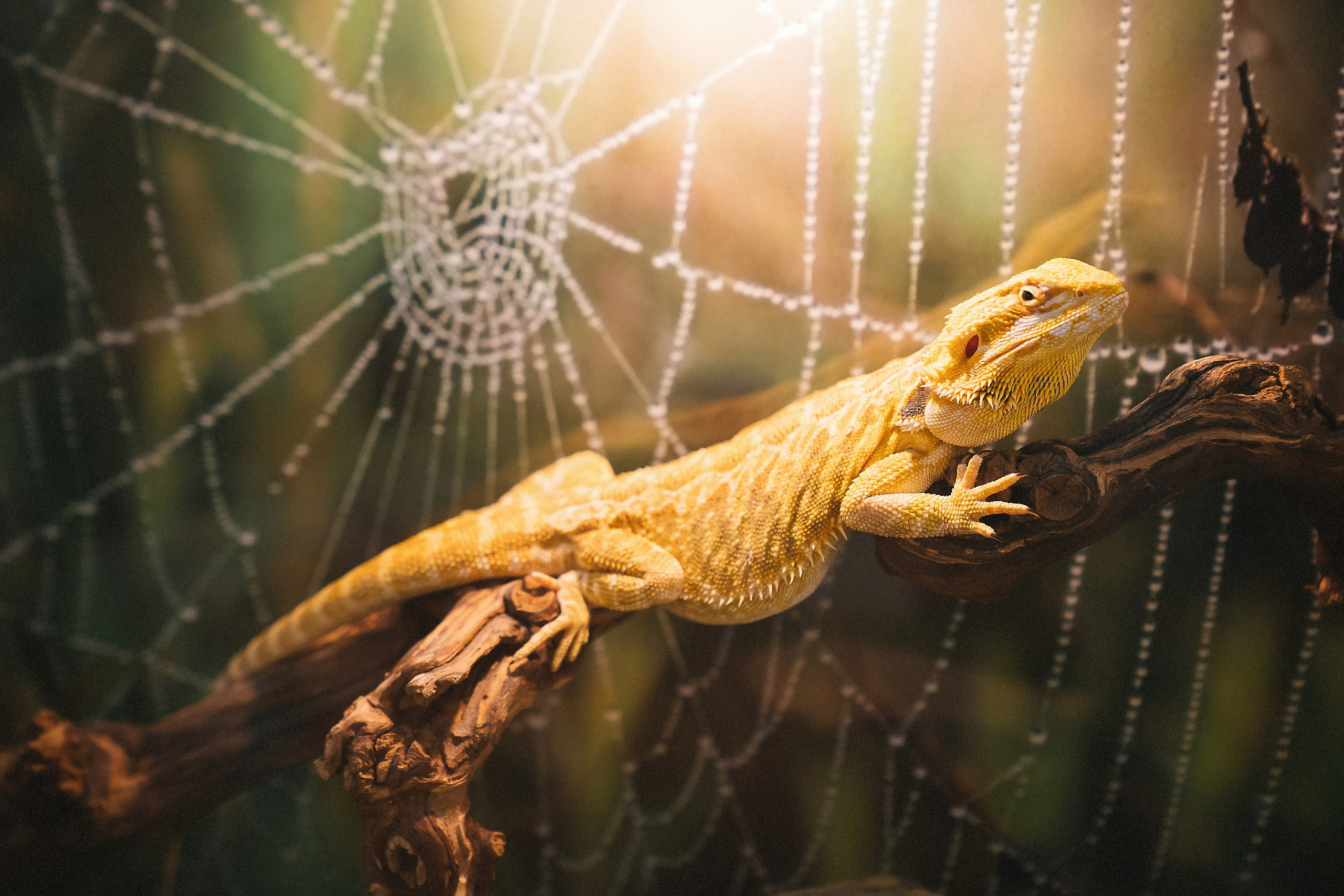 Животные. Сергей Глебов - фотограф