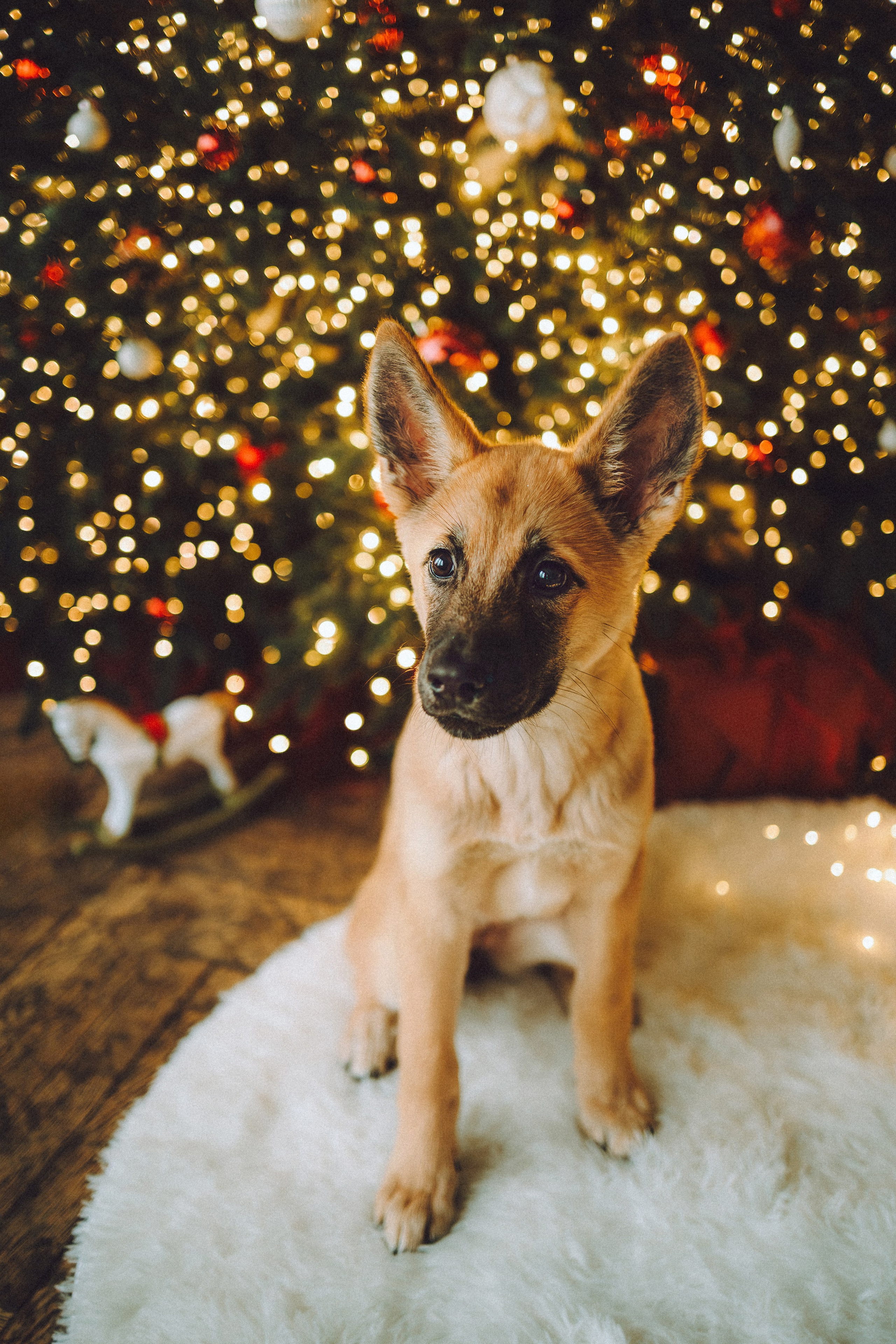 Джули, Шелли и их семья