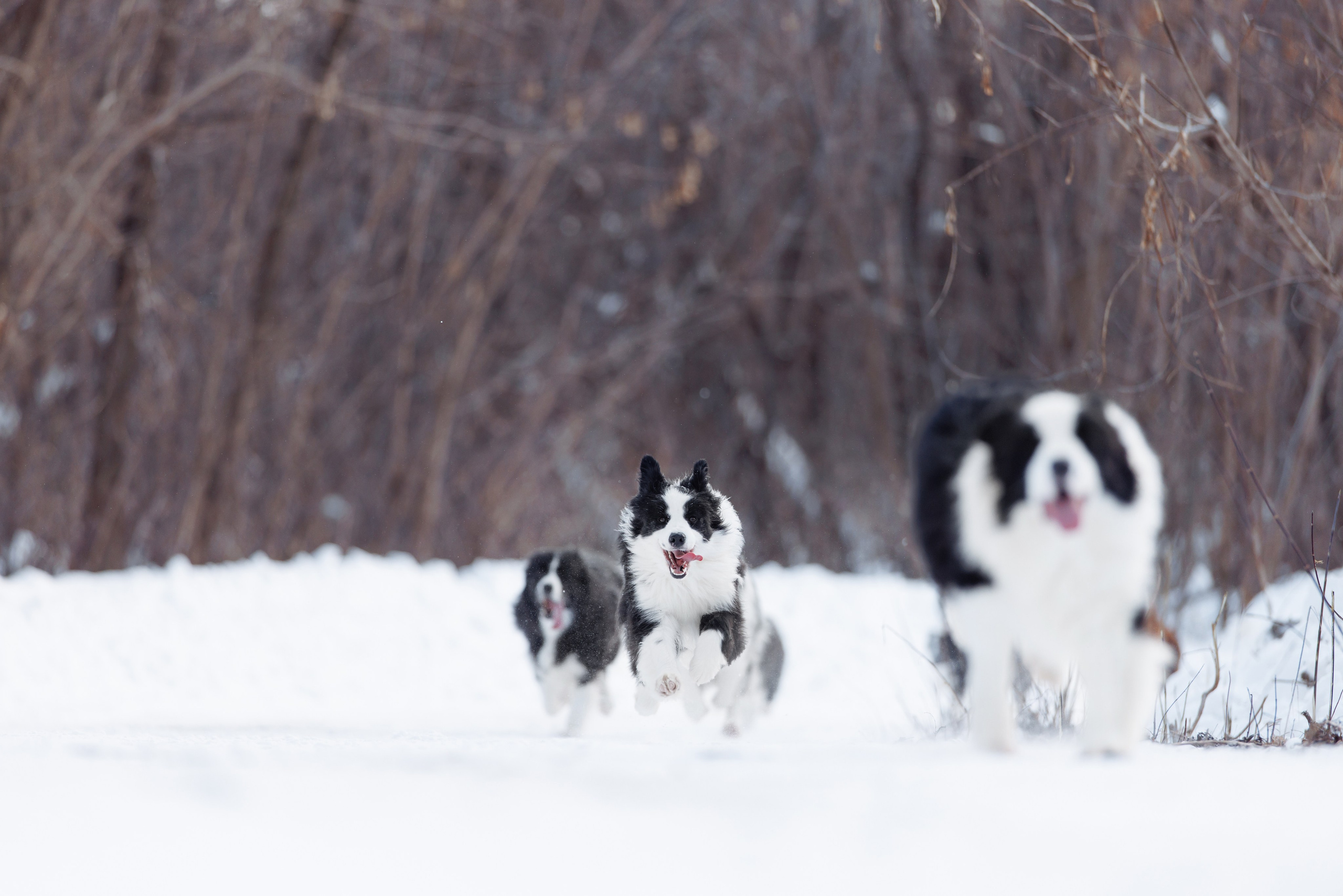 Яркий январь. О нас
