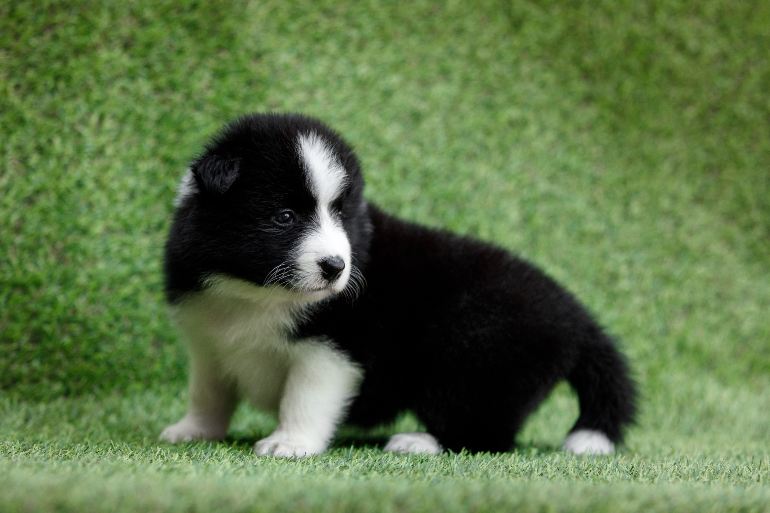 Смешарики. О нас