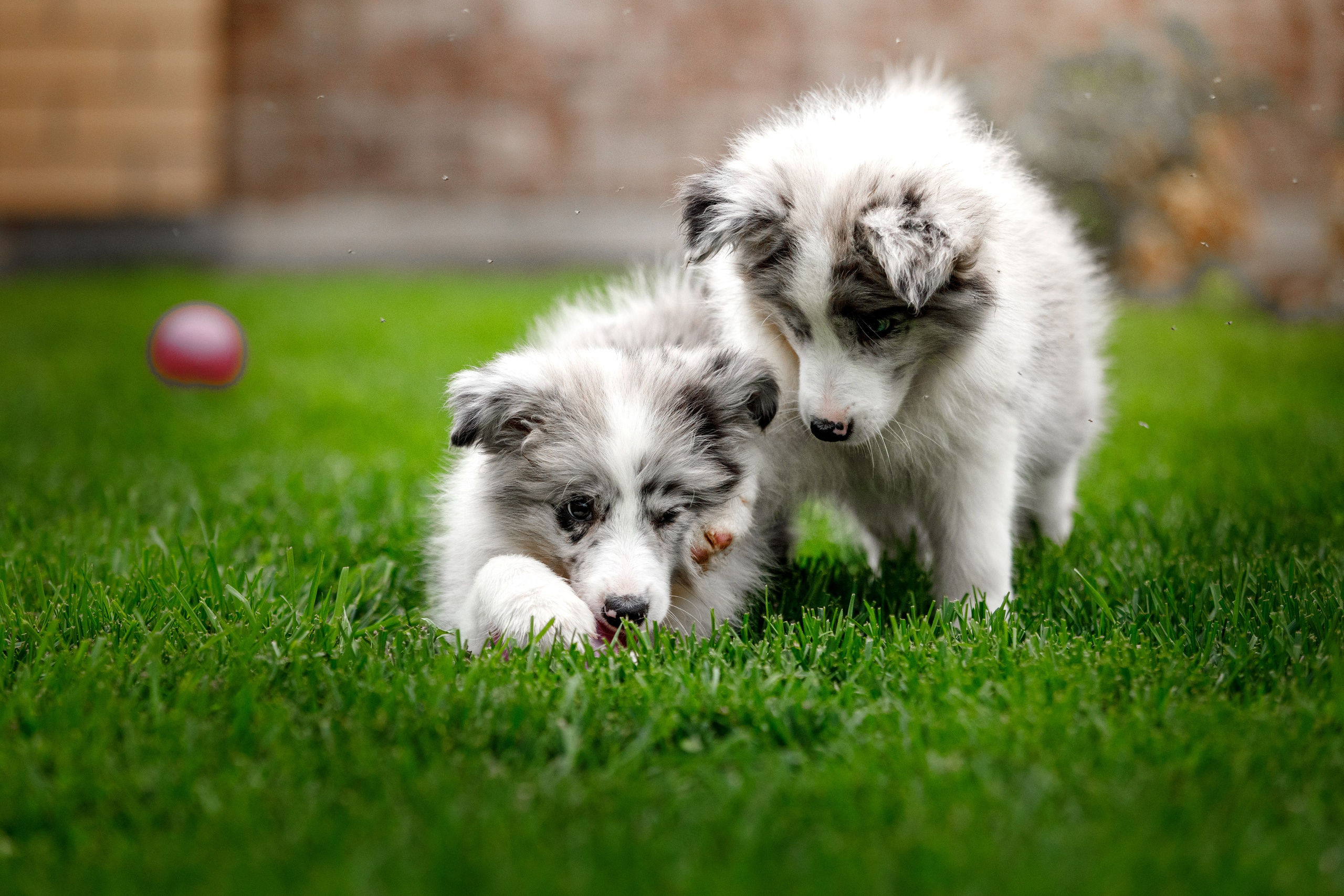 Болтовня в саду. О нас