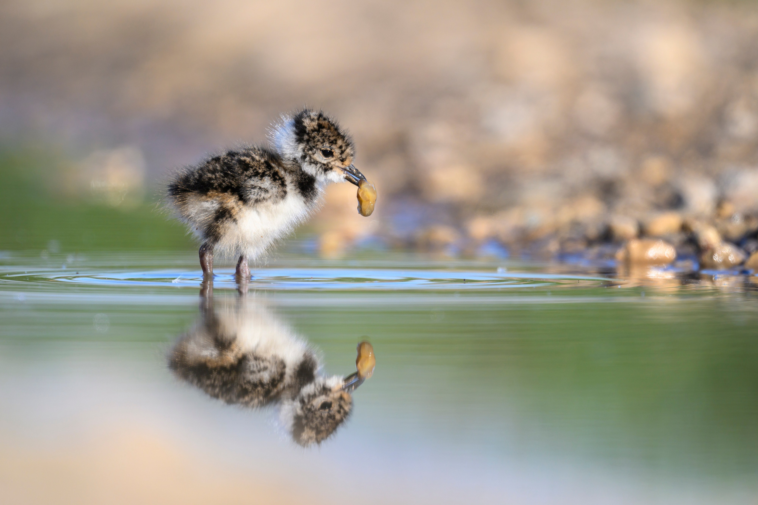 Чибисята. Wildlife photography by Sergey Puponin