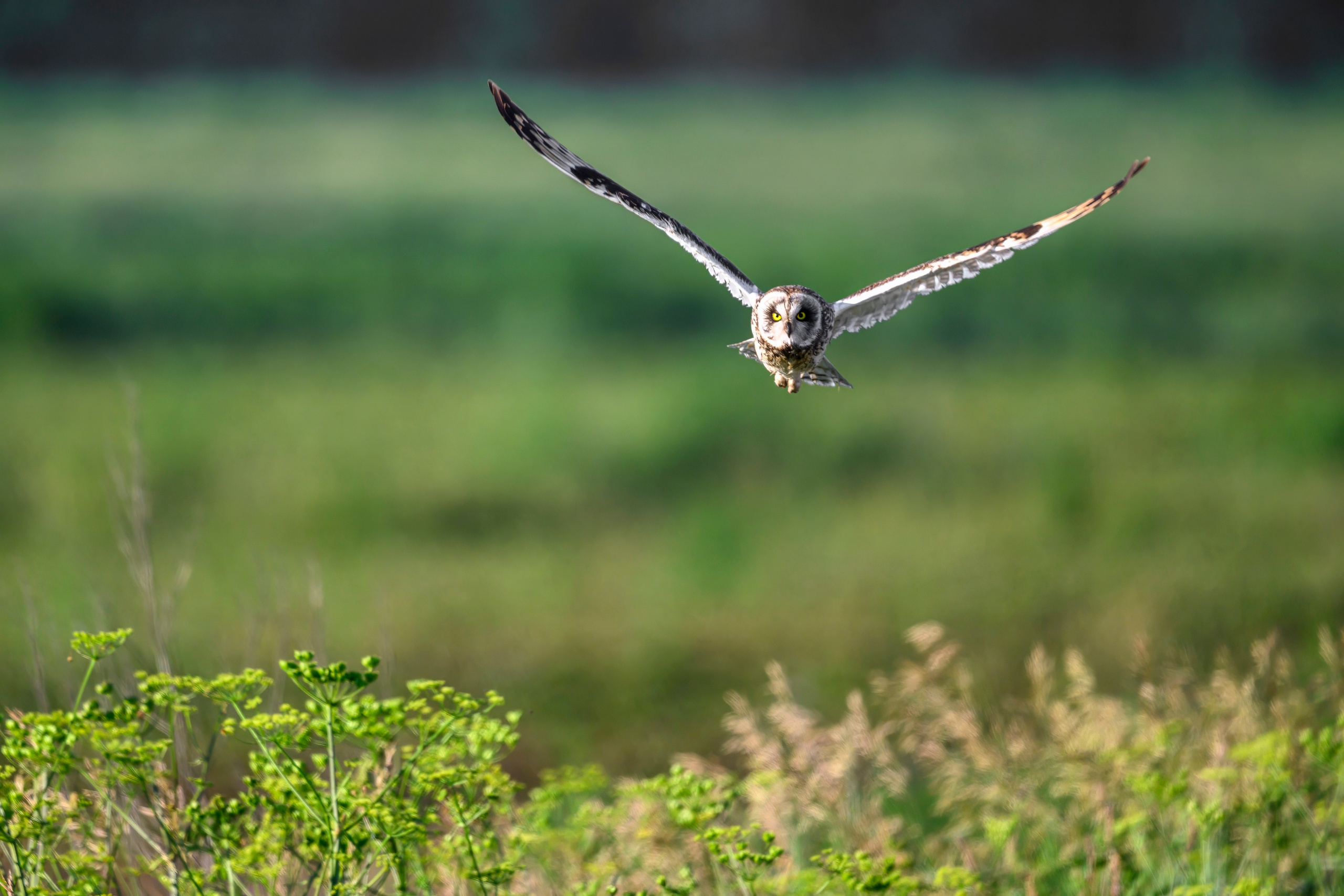 Охота совы. Фотограф Сергей Пупонин