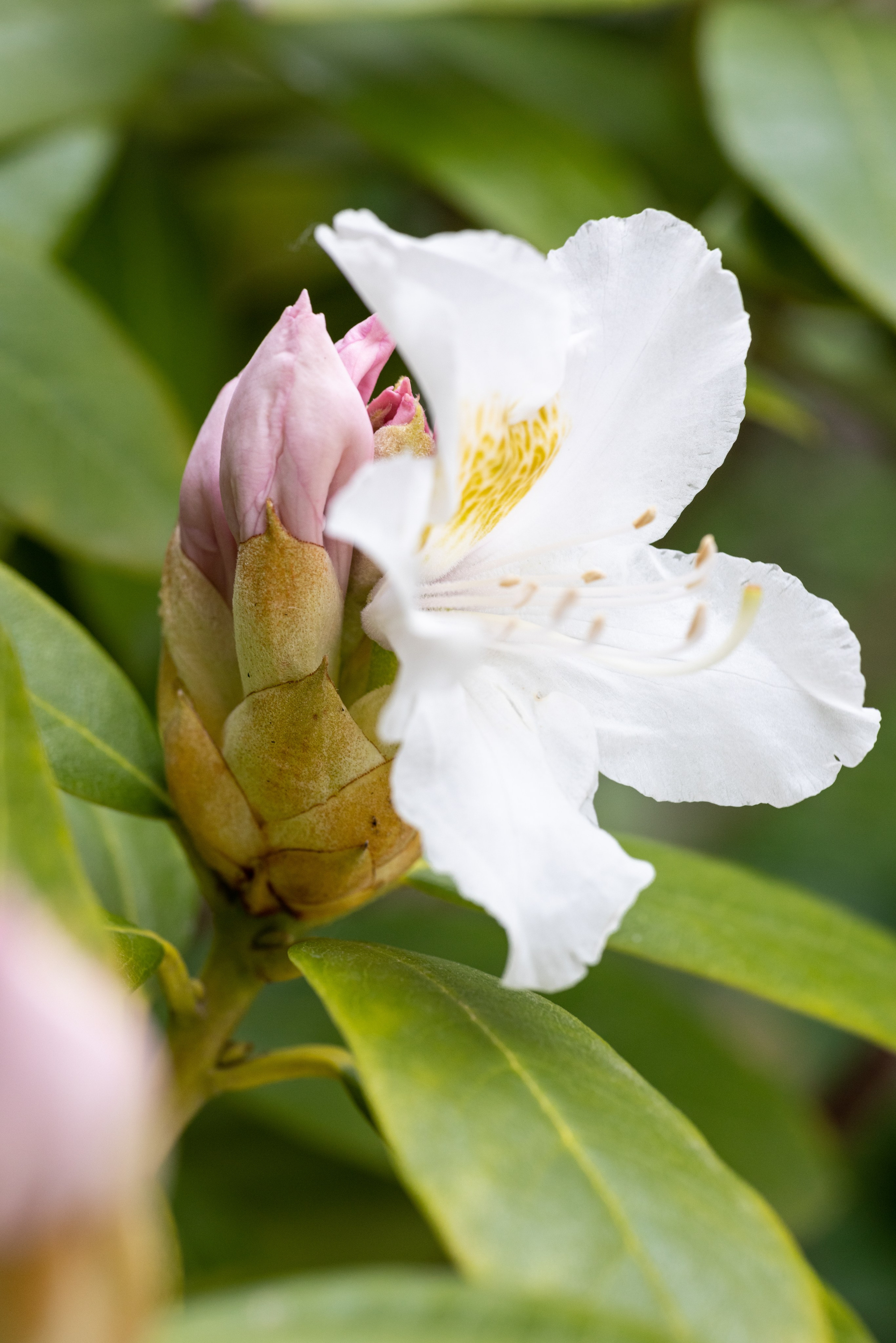 Macro. Фотограф на Юге России