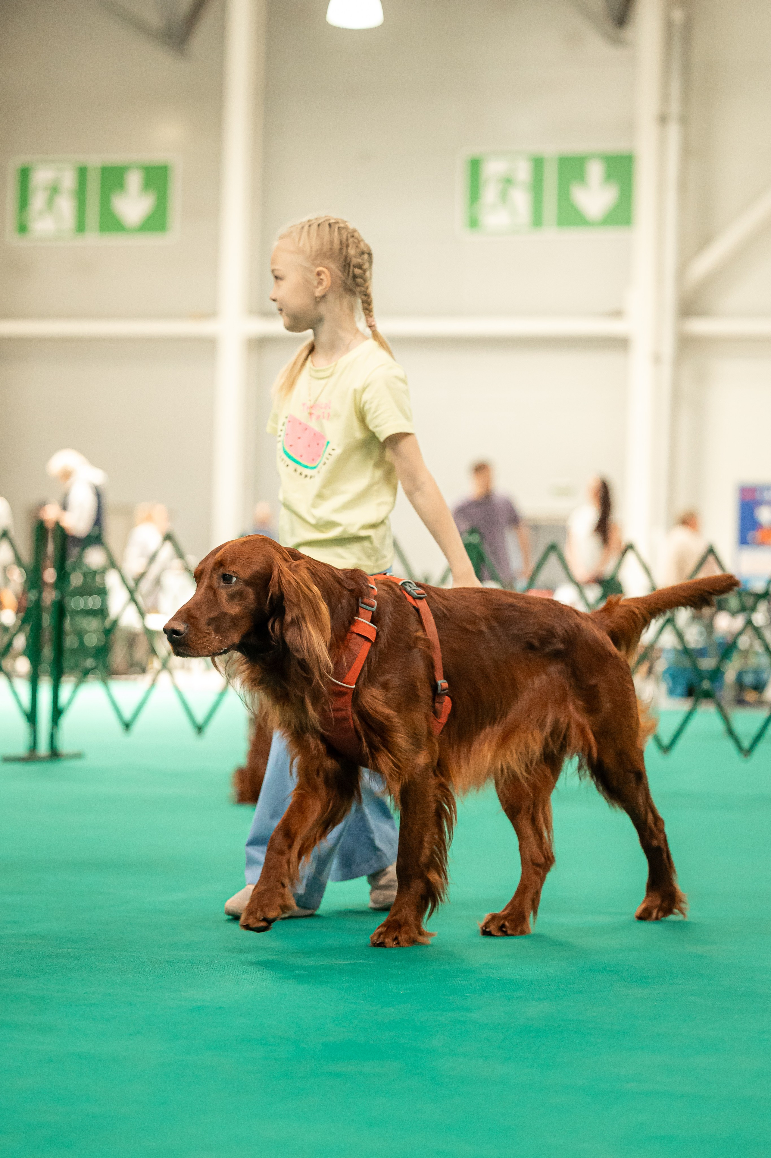 Выставка сеттеров 19.05.24
