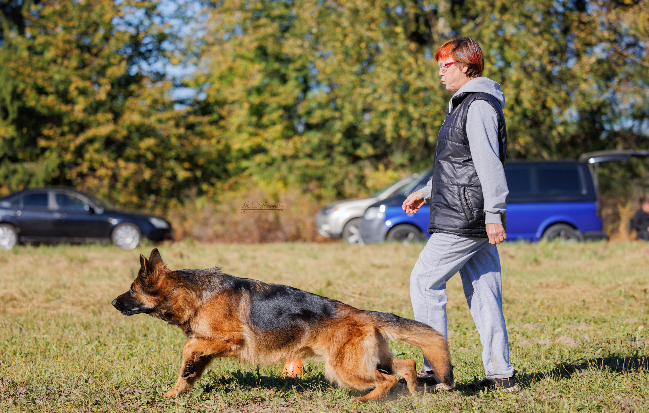 Тверь немецкие овчарки 22.09.2024. Фотограф-анималист Юлия Германика