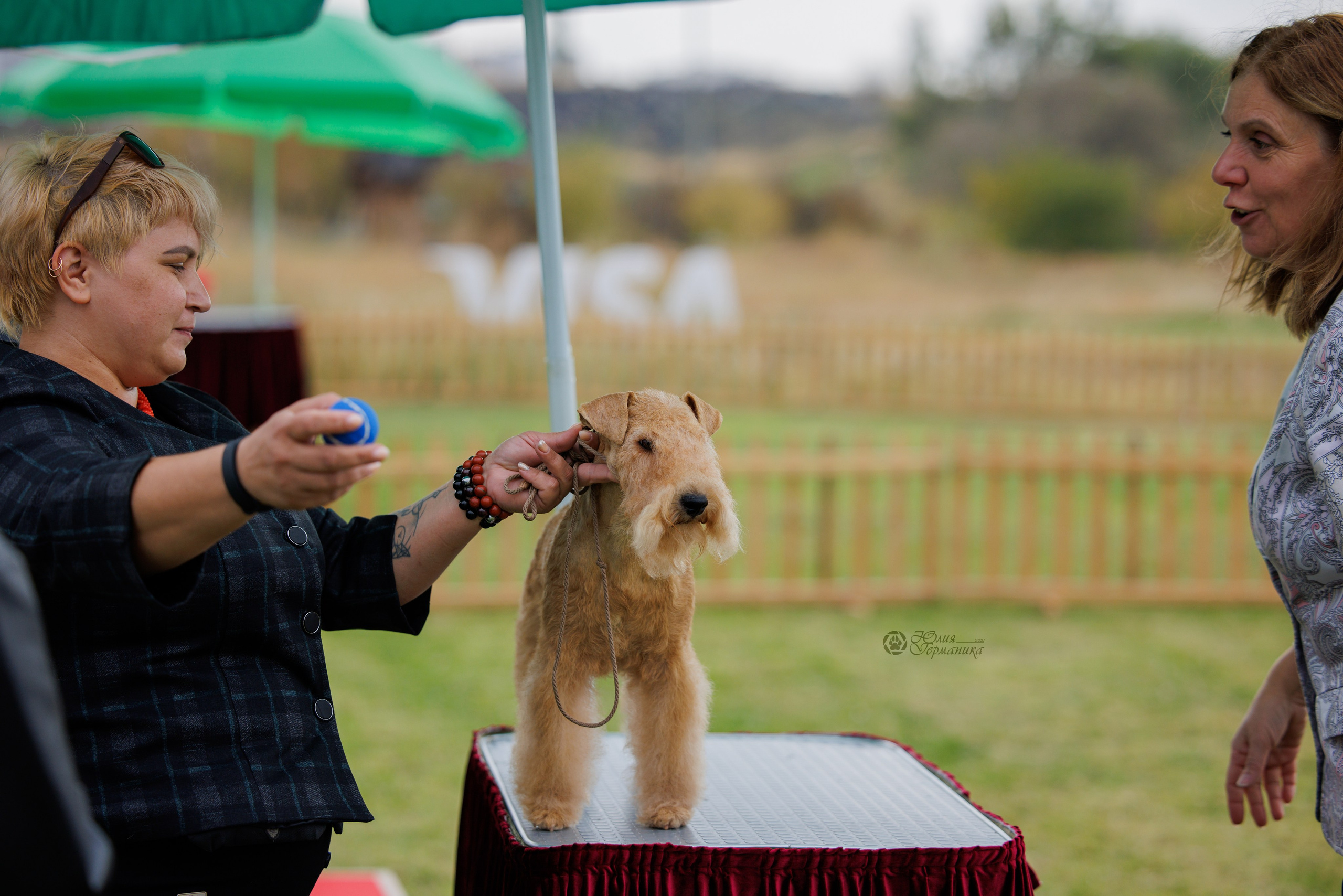 Армения,Ереван 3хCACIB 15-17.10.2024. Фотограф-анималист Юлия Германика