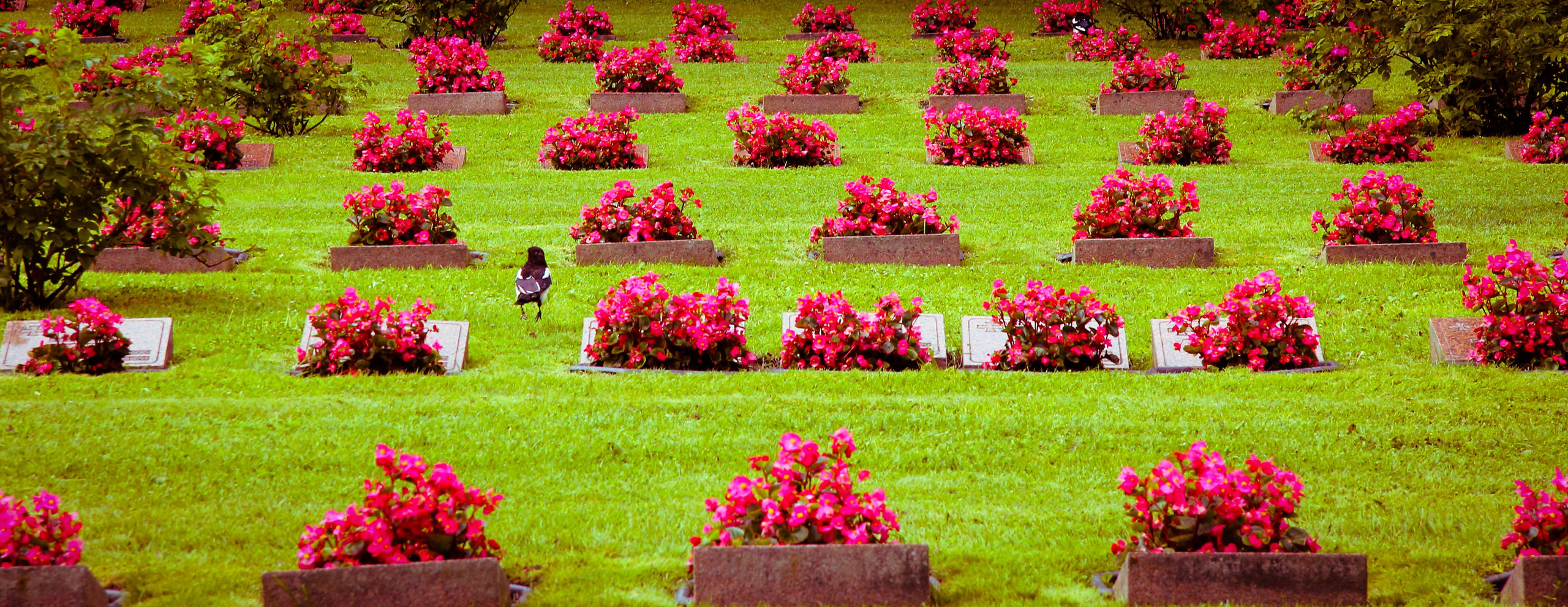 2013. Стрит-фотография, полная абсурда, идиотизма и красоты