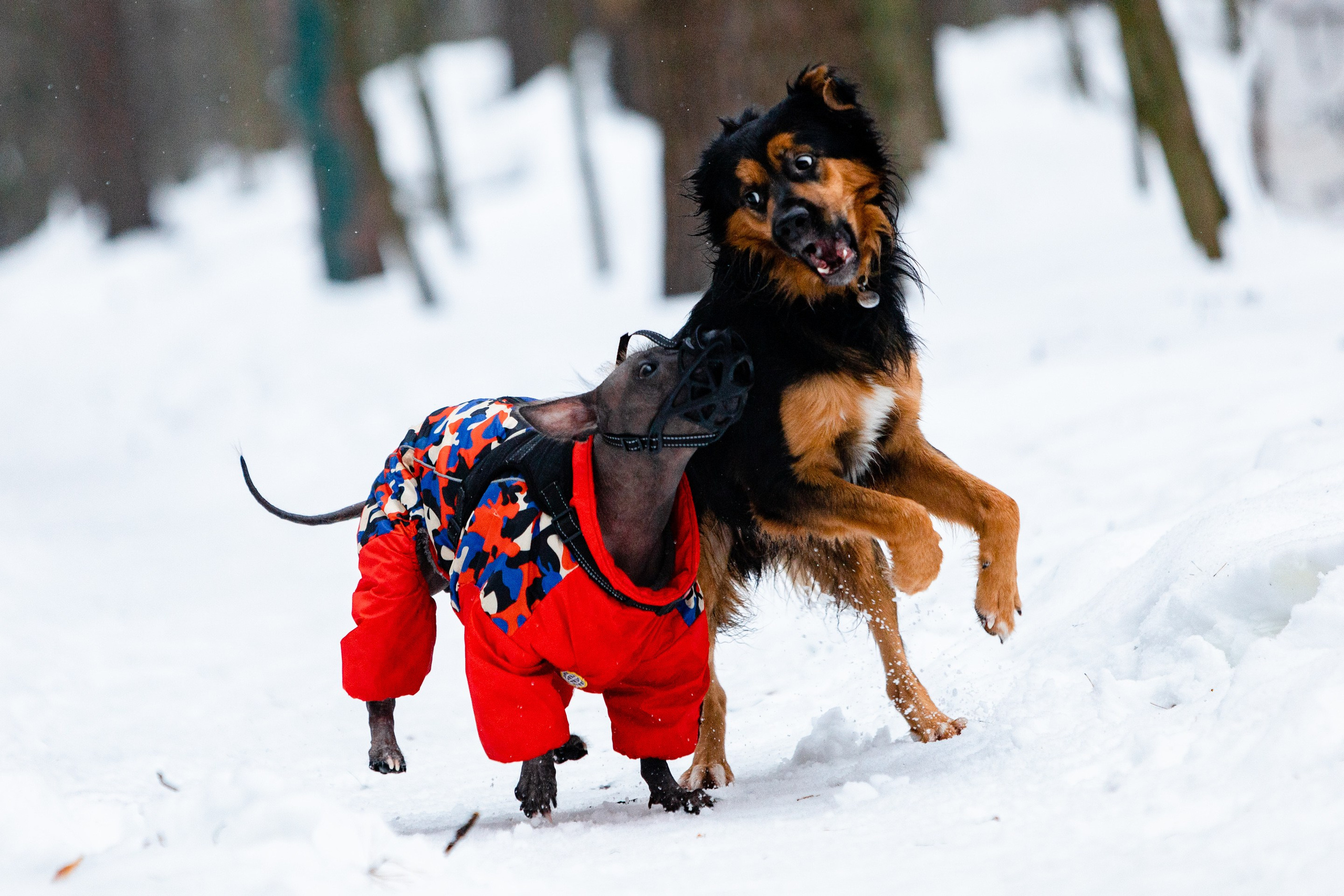 Фотосессии с питомцами. Павел Шарапов | Фотограф | Москва