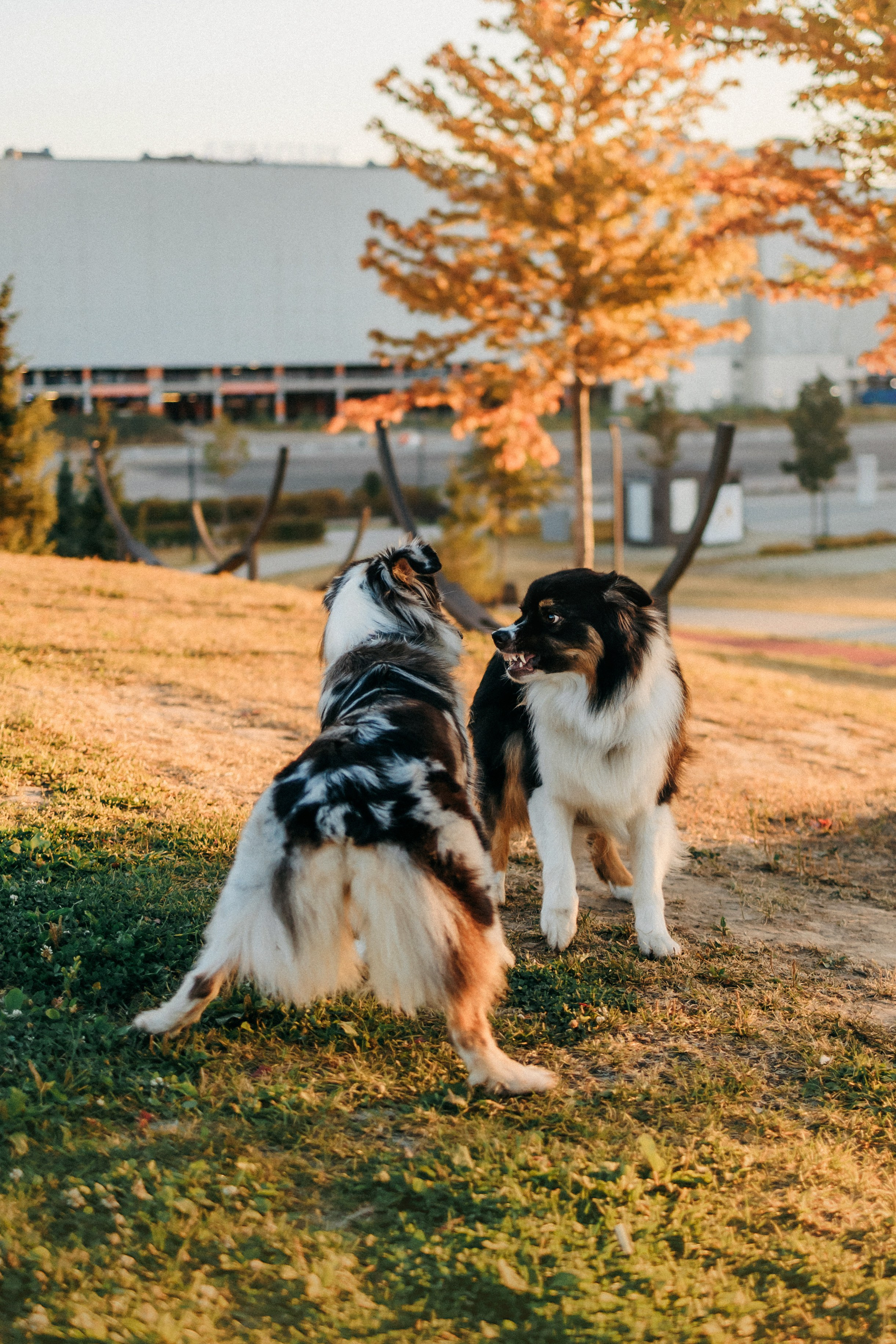 Аня, Чарли и Ева. Фотограф-анималист Елена Радченко, Москва