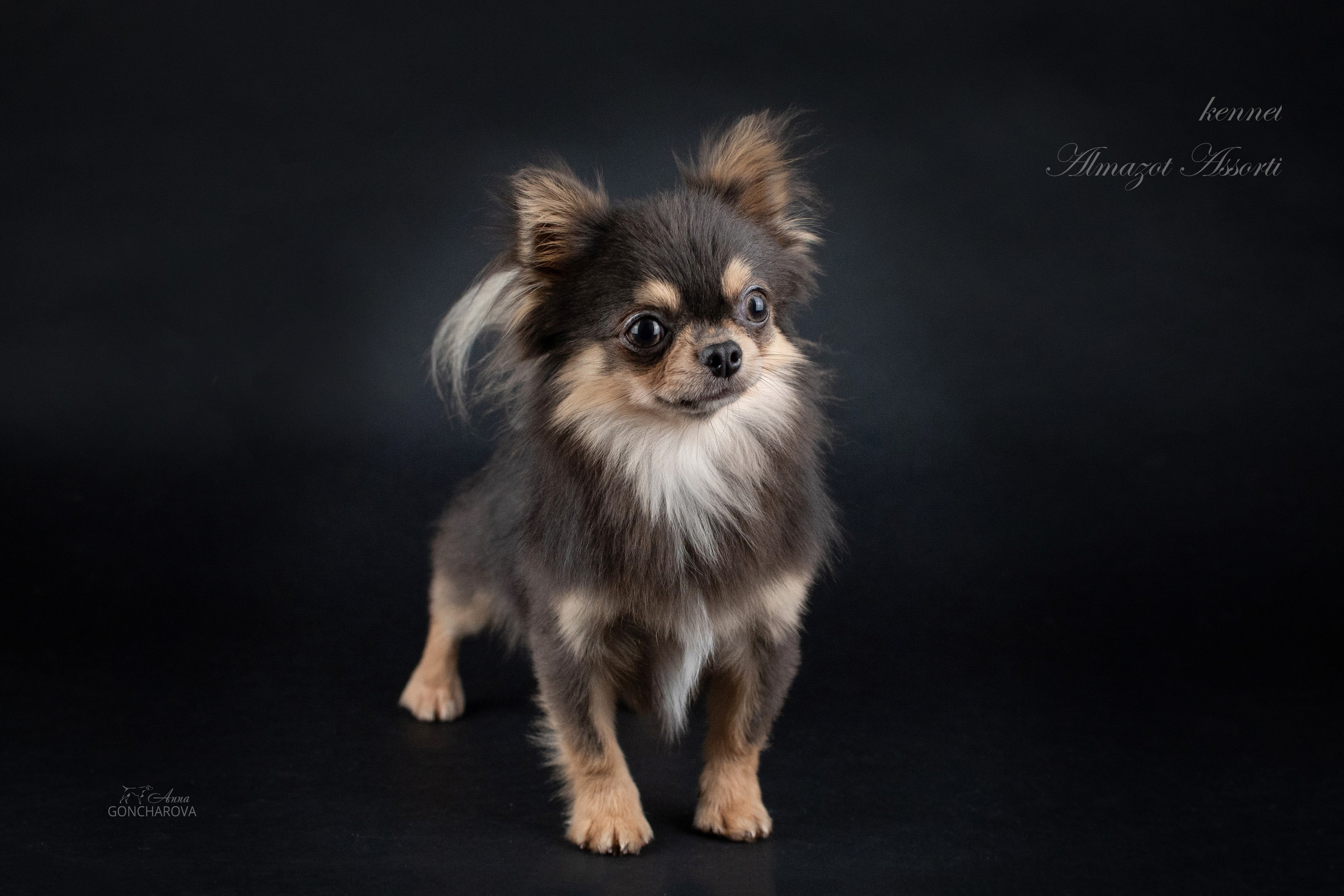 Съемка щенков. Фотограф анималист в Ростове I Гончарова Анна