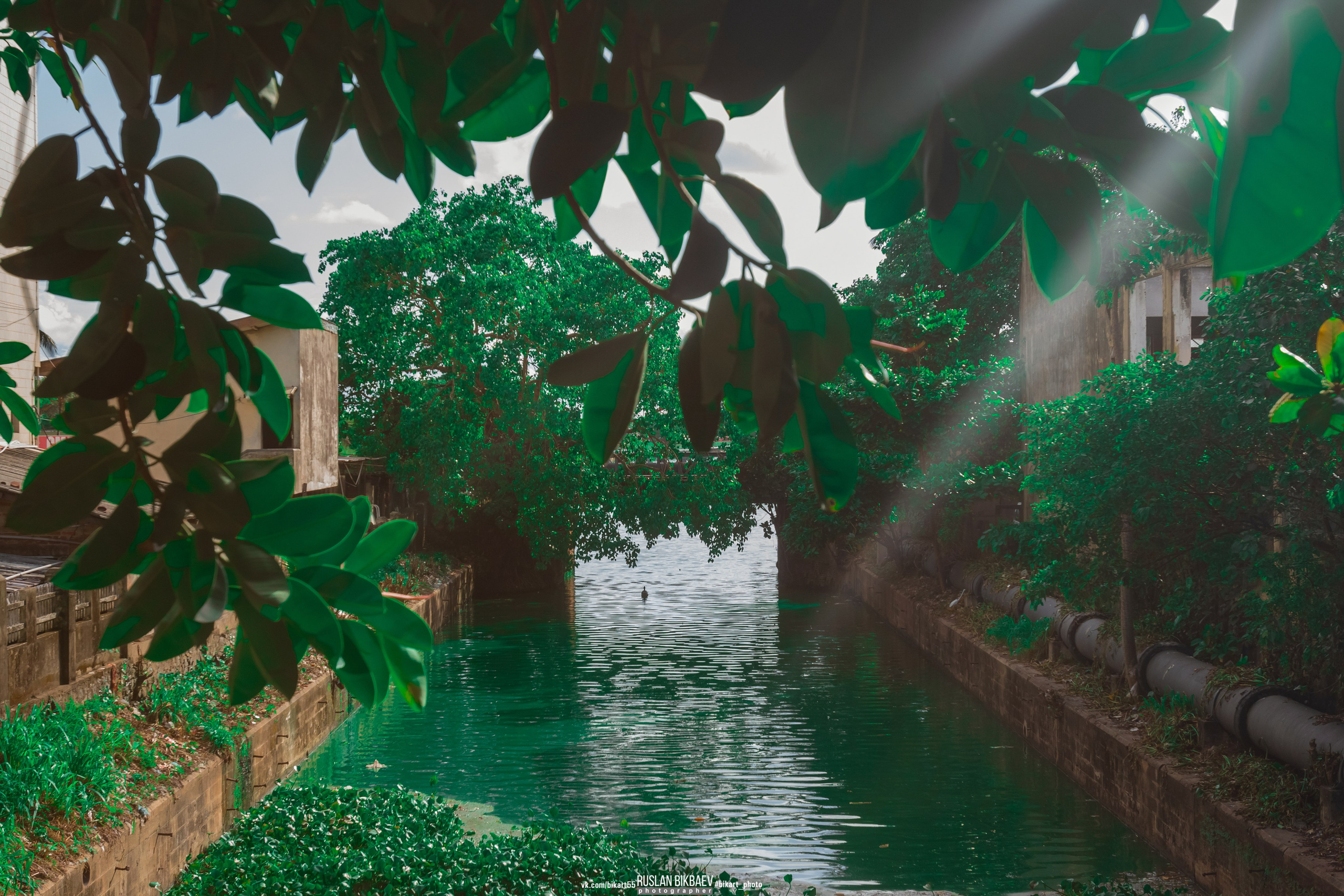 ШРИ-ЛАНКА 2025 / SRI LANKA 2025. Главная