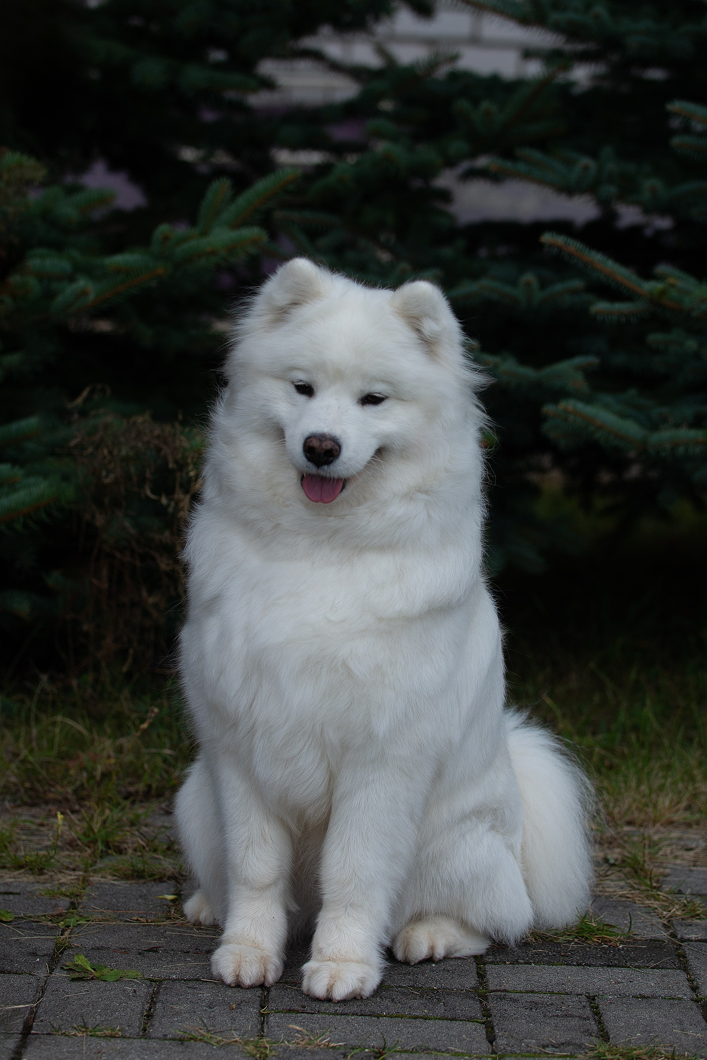 Собаки питомника Версаль. Творческий фотограф Вологда