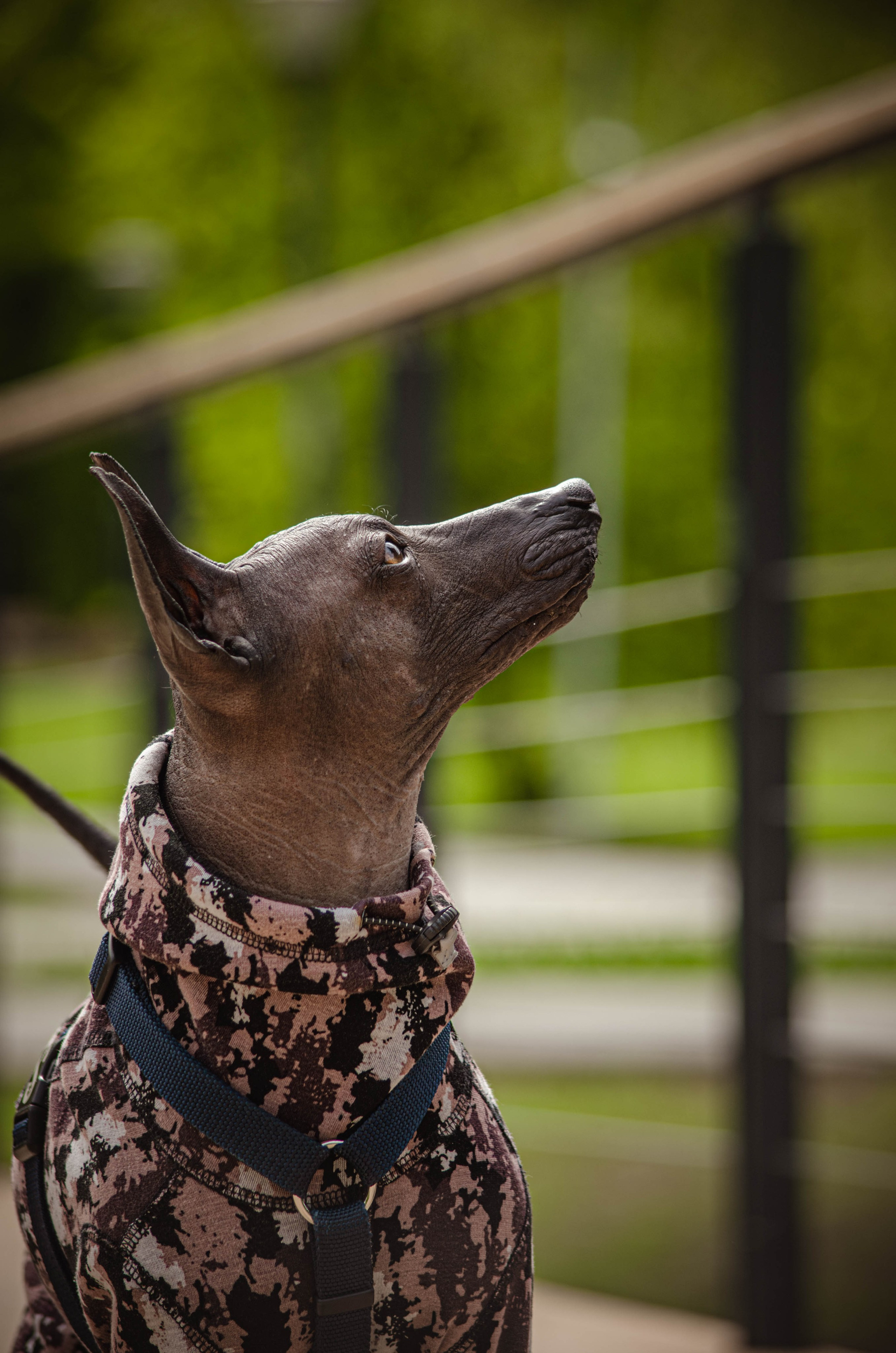 Сёма. Фотограф Светлана Блинова, Москва и Московская область