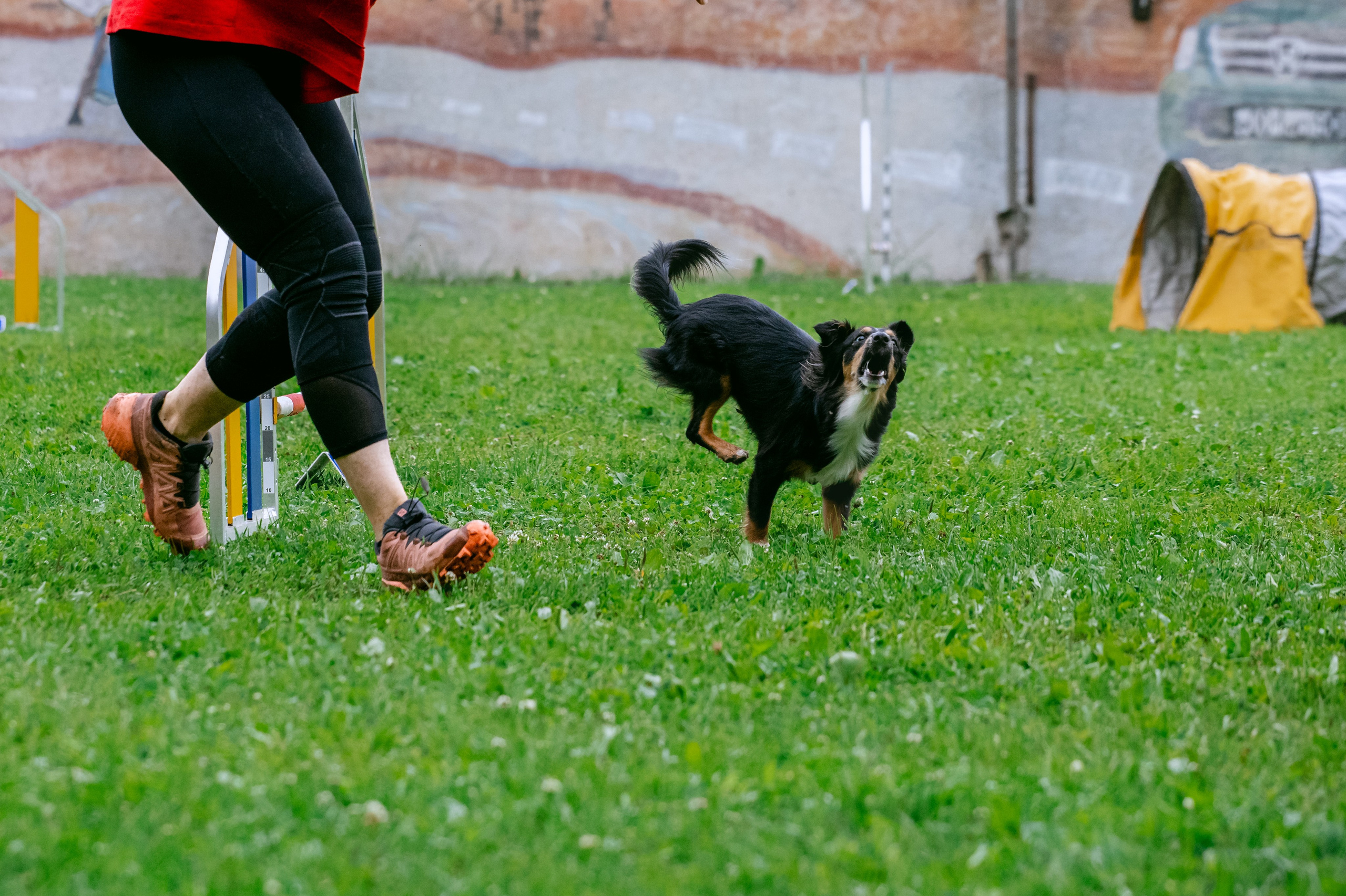 Соревнования по аджилити Долгопрудный 30.06.2025. Фотограф-анималист Татьяна Степанова