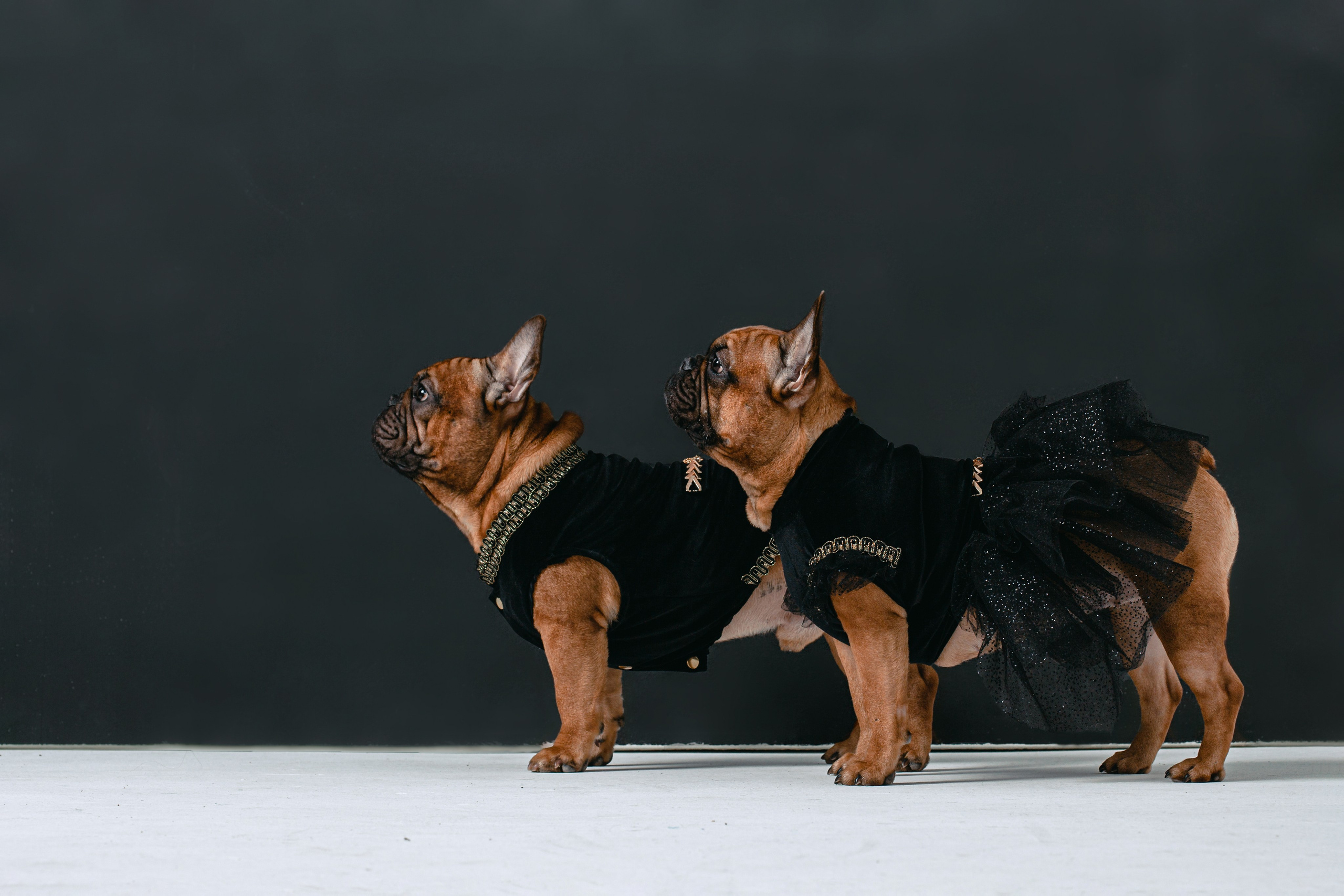 Пижамная вечеринка французских бульдогов и их хозяев. Фотограф-анималист Татьяна Степанова