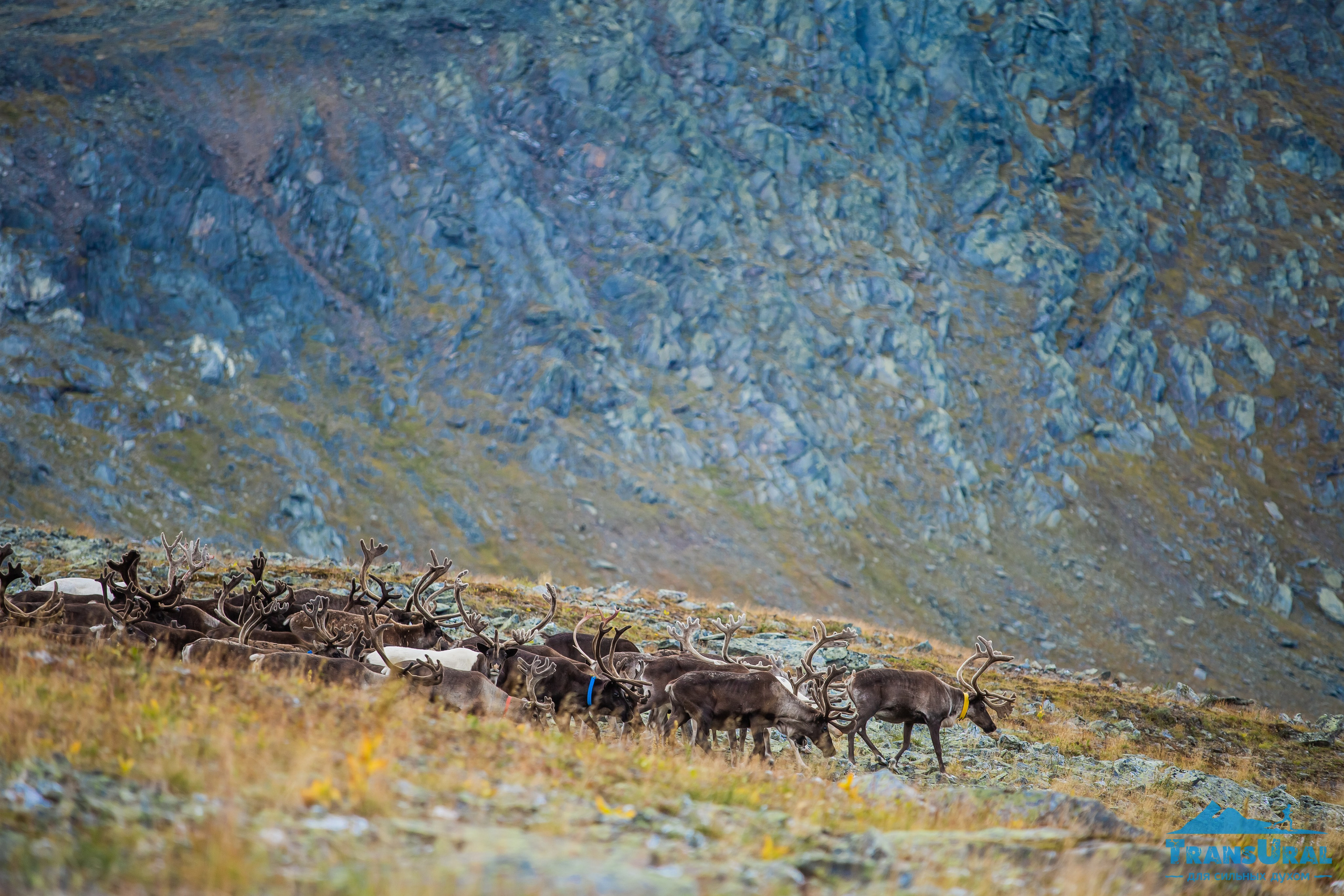 Животные. Авторские туры с профессиональным фотографом