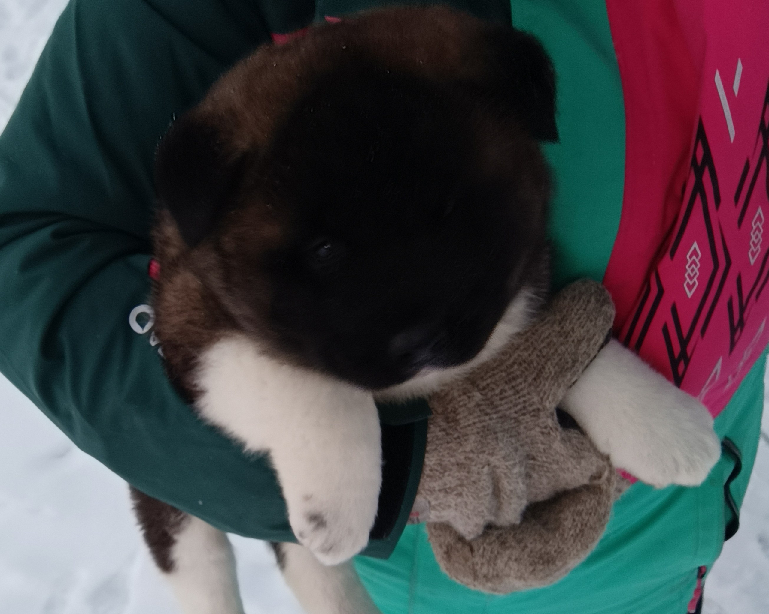 Американская акита  щенки питомник Санкт-Петербург клубные щенки Американская акита питомник RUBYLIGHT Рубилайт купить щенка американской акиты