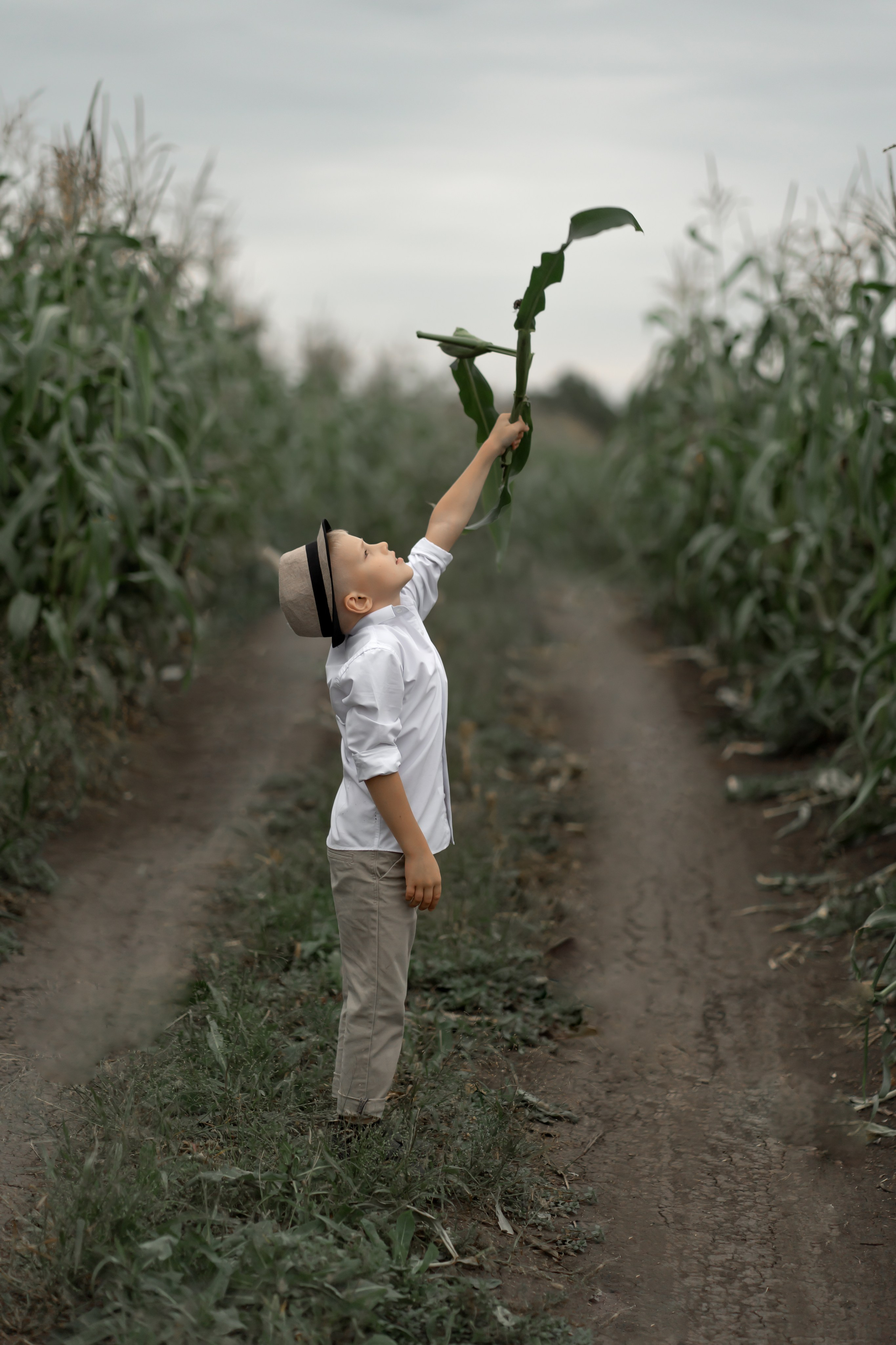 Прогулка в кукурузе. Фотограф в Красноярске. Юлия Чаушанская