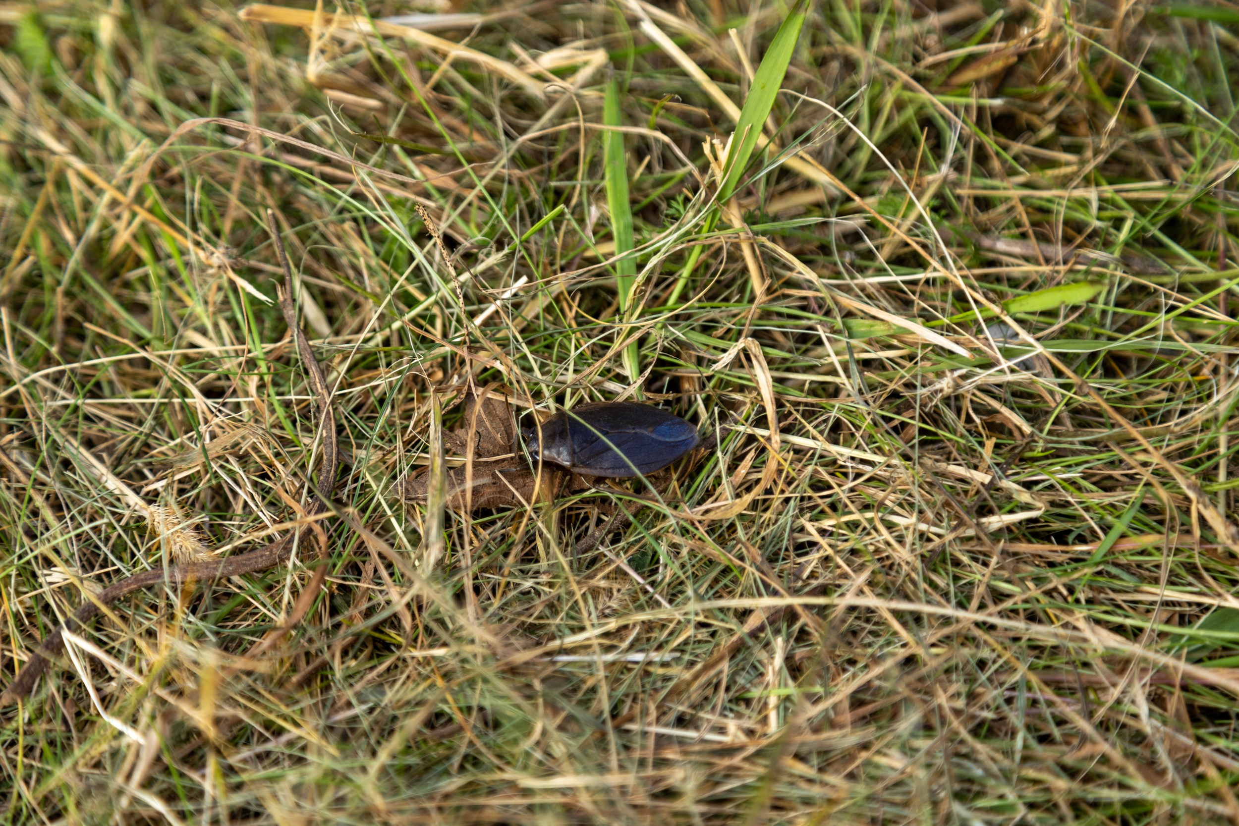 Фестиваль «Большой пикник», репортаж для ASAP Speedcubing. Репортажный и портретный фотограф в Владивостоке