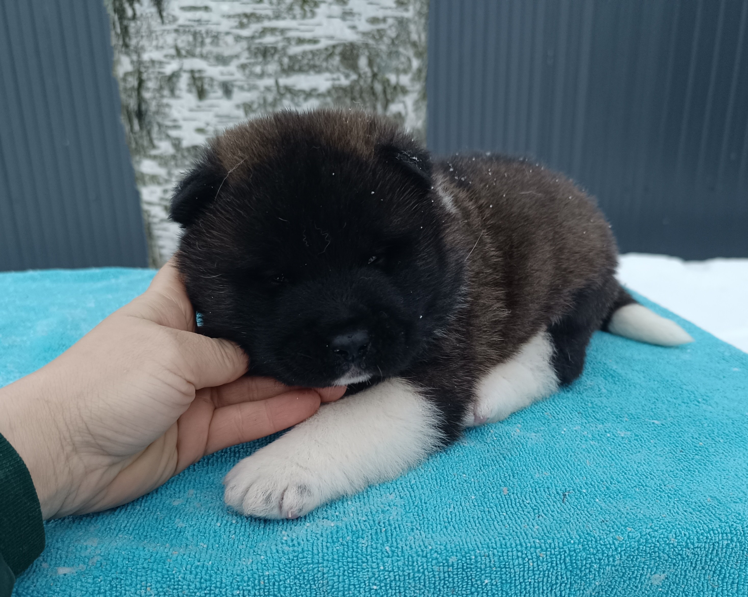 Американская акита  щенки питомник Санкт-Петербург клубные щенки Американская акита питомник RUBYLIGHT Рубилайт купить щенка американской акиты