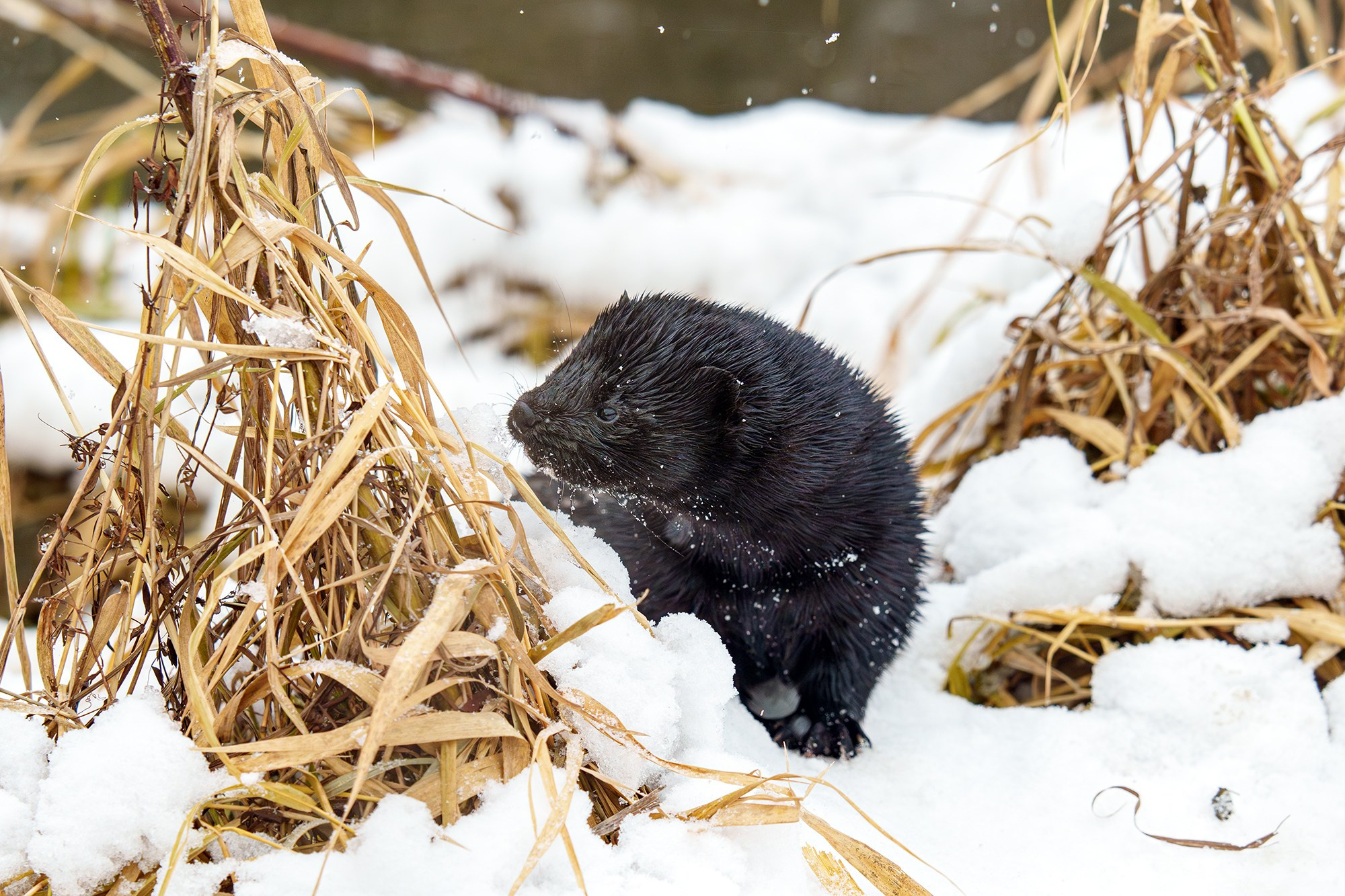 Животные. Ваш личный фотограф Марина Волкова