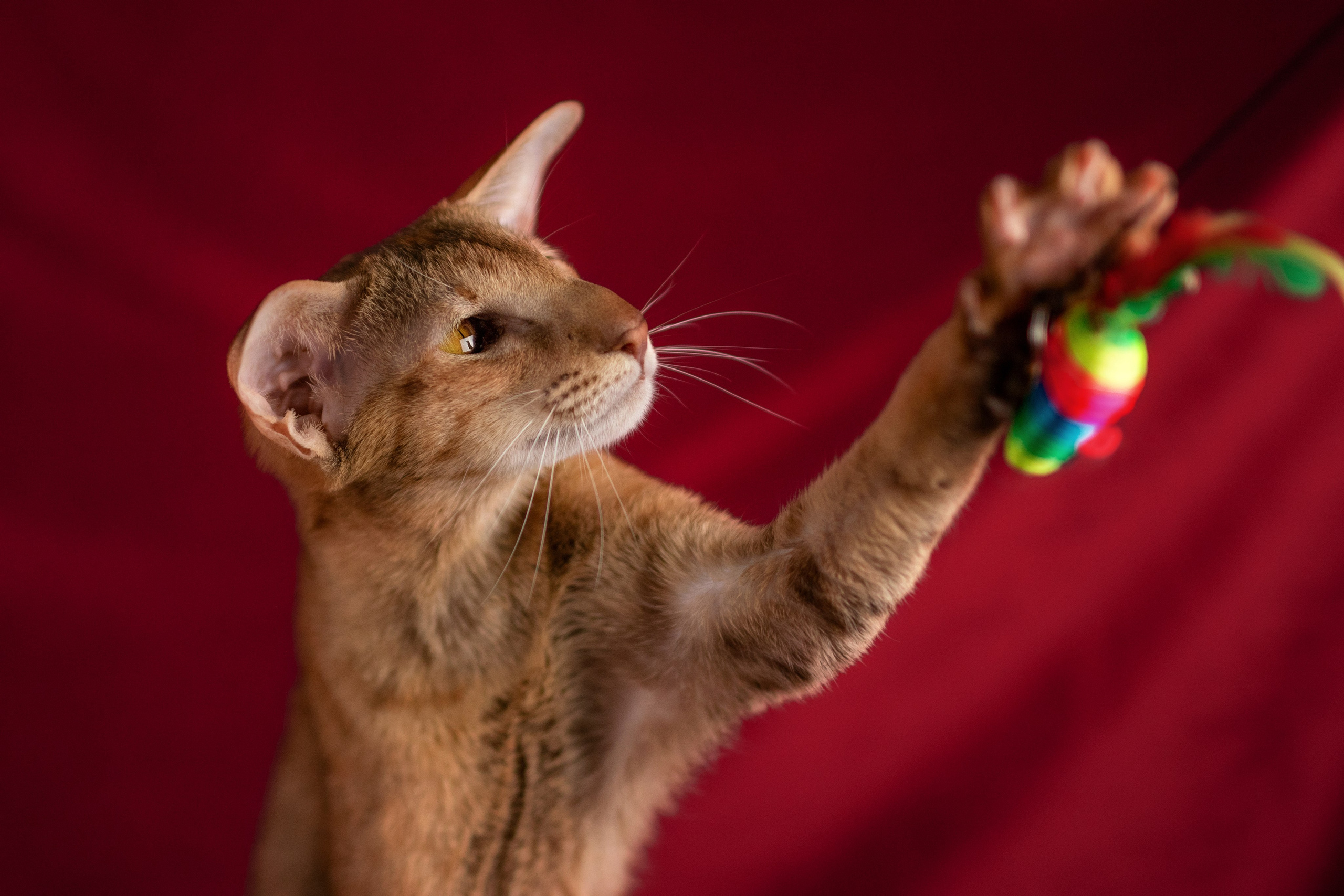 Кошки. Фотограф-анималист Юлия Зубкова