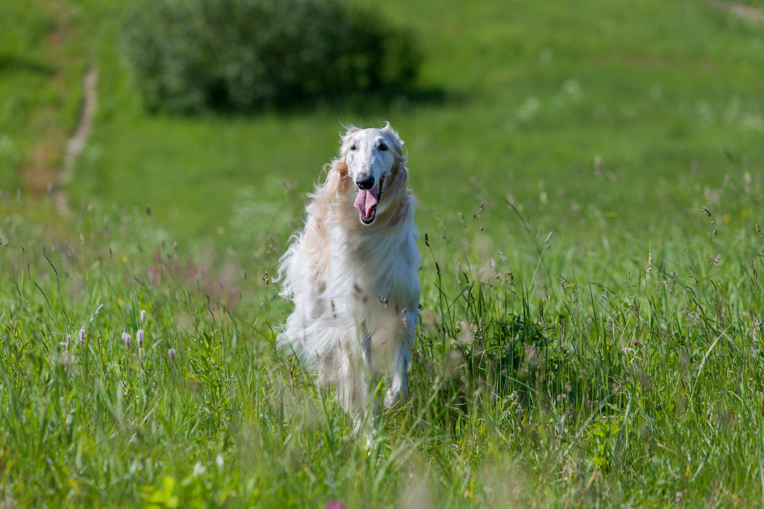 Собаки в движении. Irenephoto.ru
