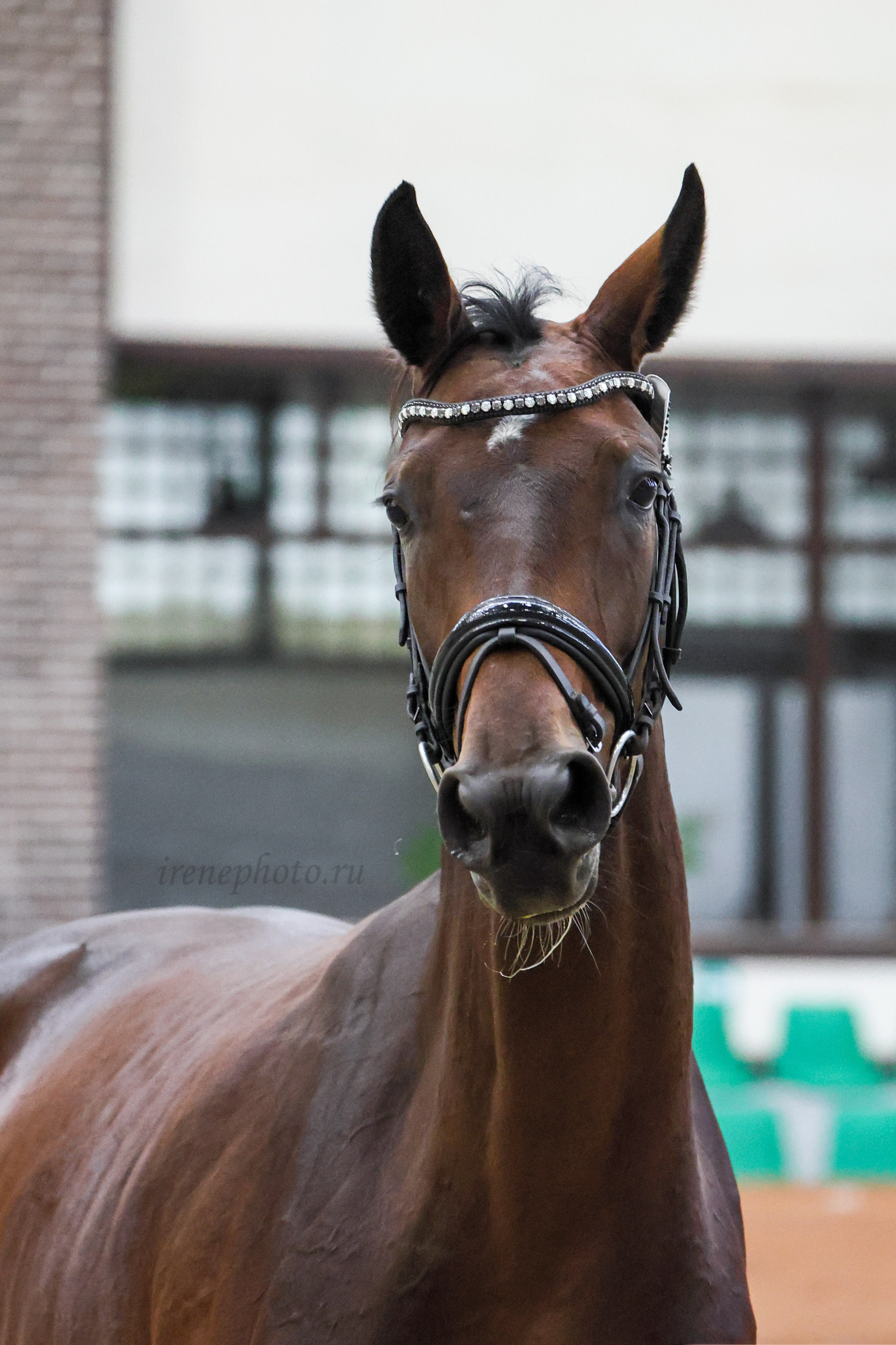 Конная Россия 2024. Irenephoto.ru