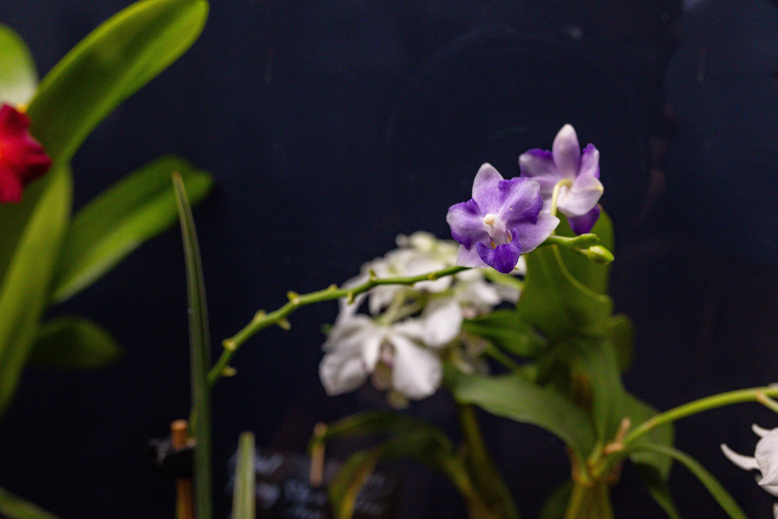 Орхидиум сентябрь 2025. Александра Куликова фотограф, Москва