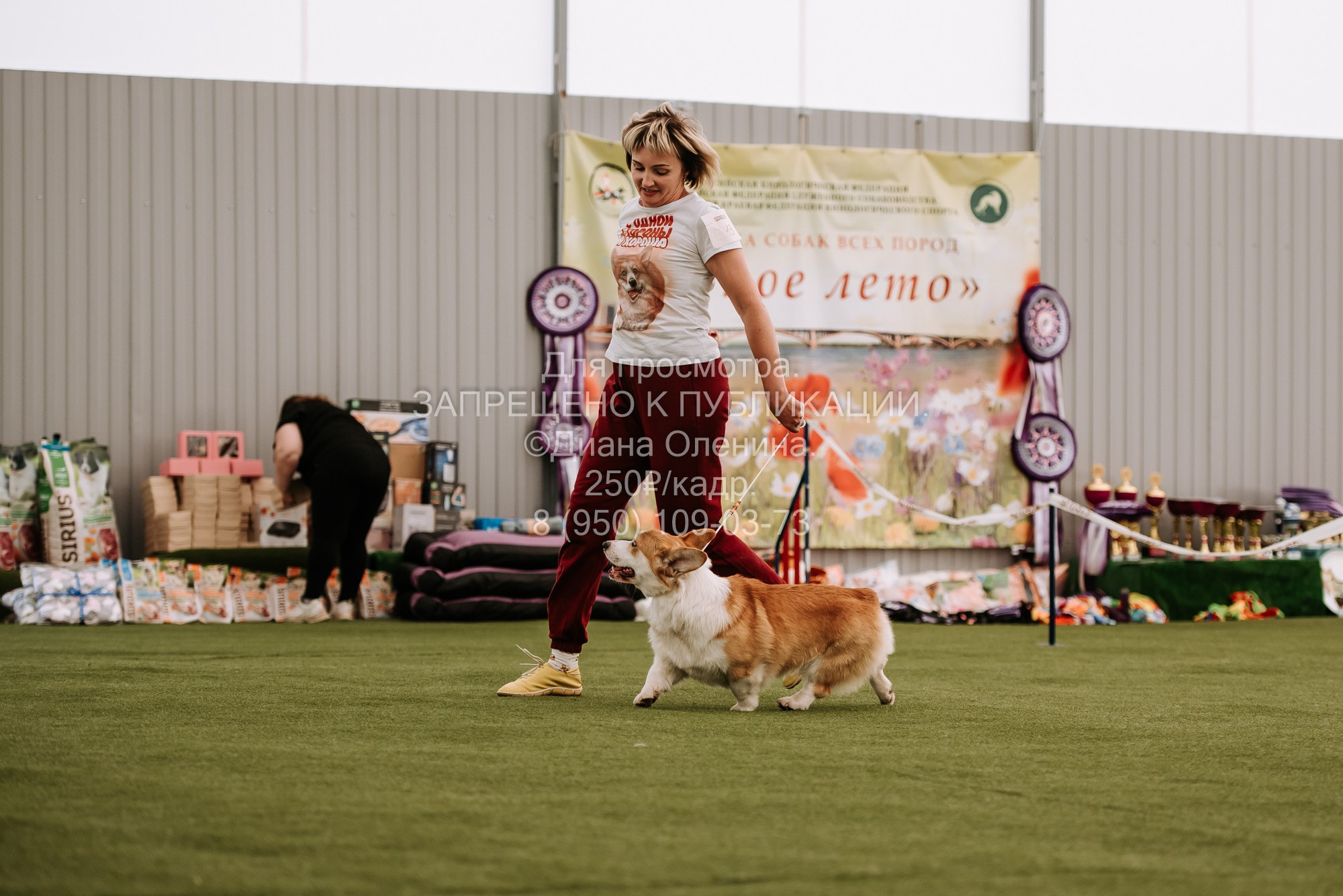 Выставка собак Красноярск 2.06. Фотограф Диана Оленина Красноярск / Братск