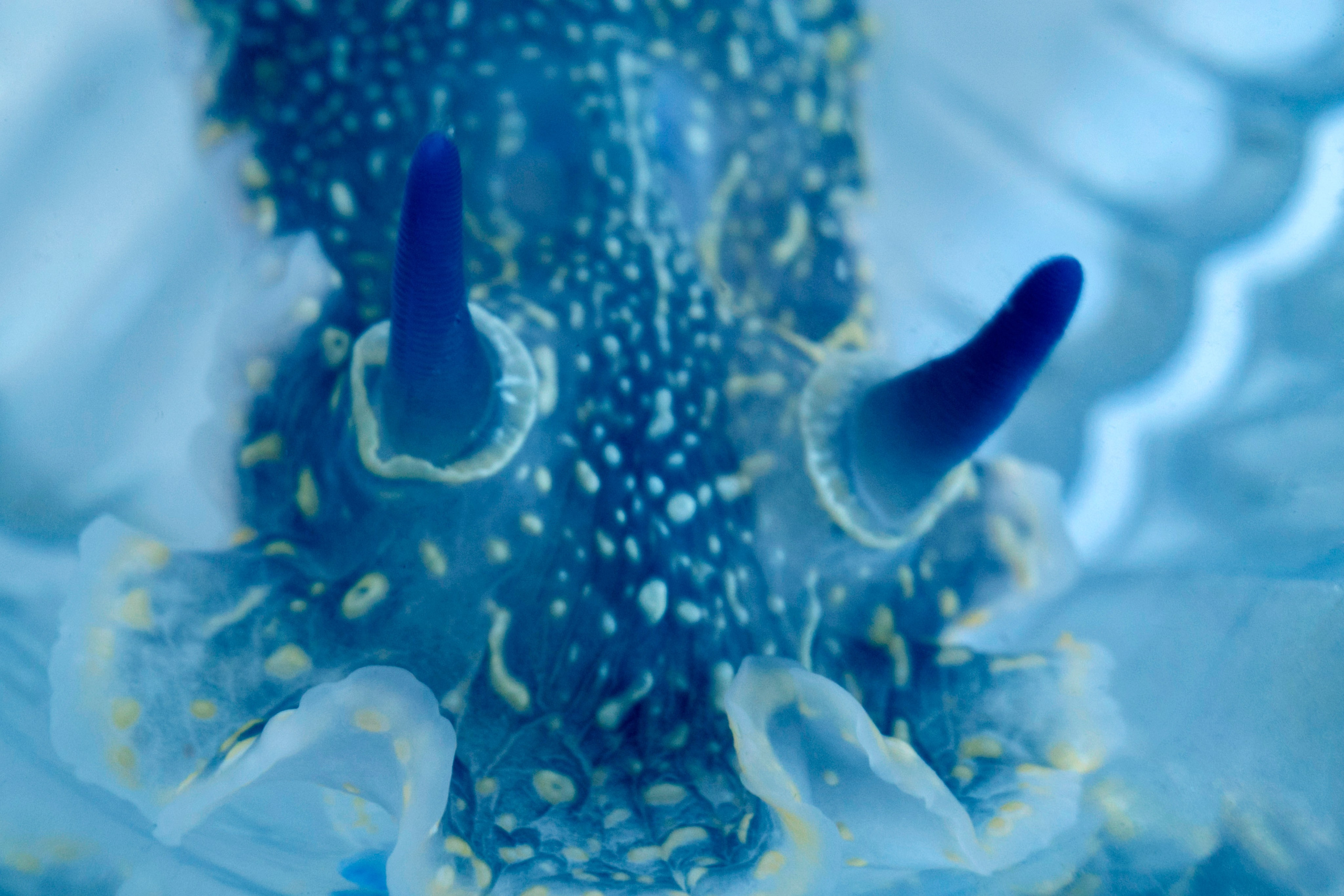 Макро. Фотограф Лагутин Анатолий