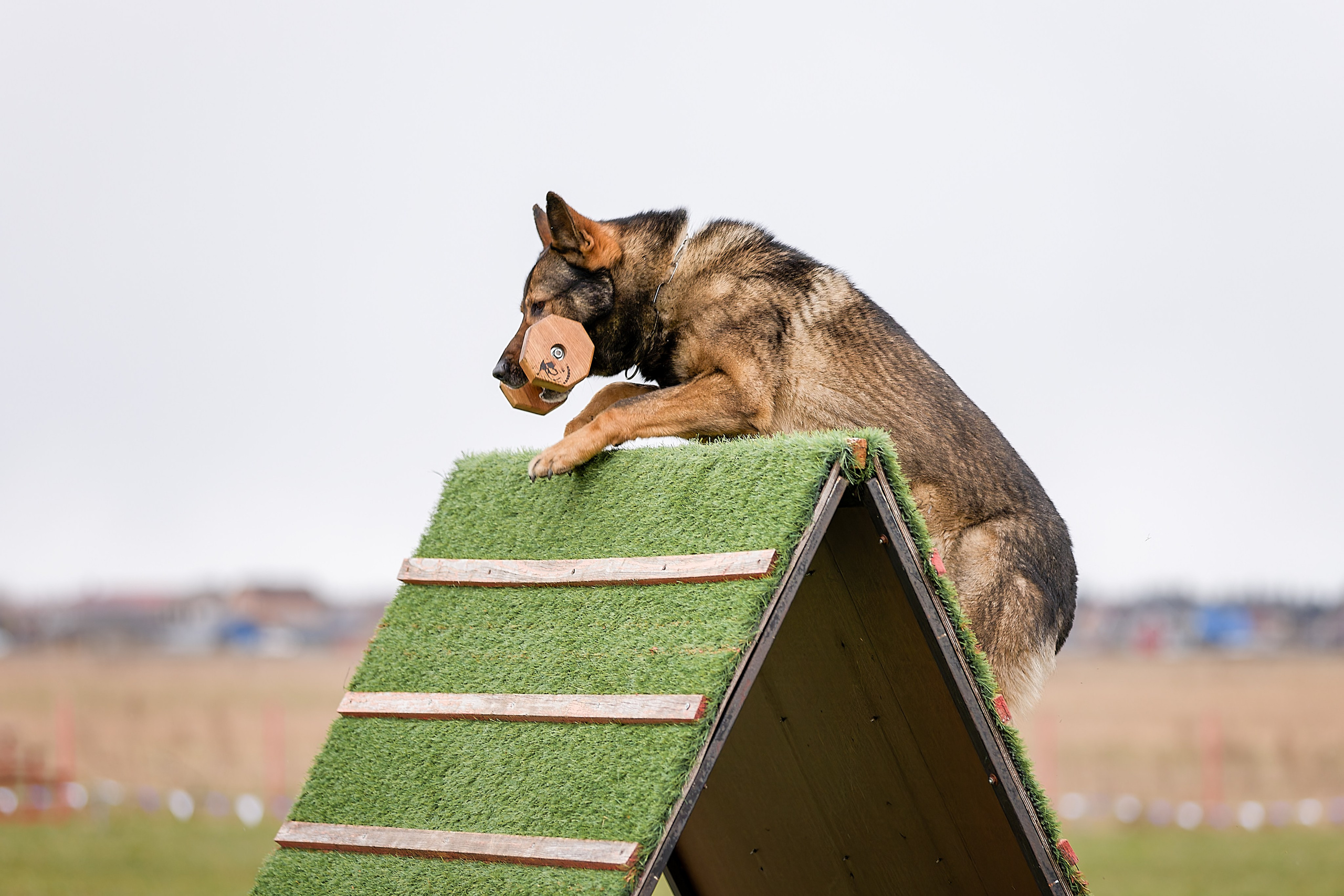 Чемпионат СЗФО по IGP 1 — 3. Irenephoto.ru