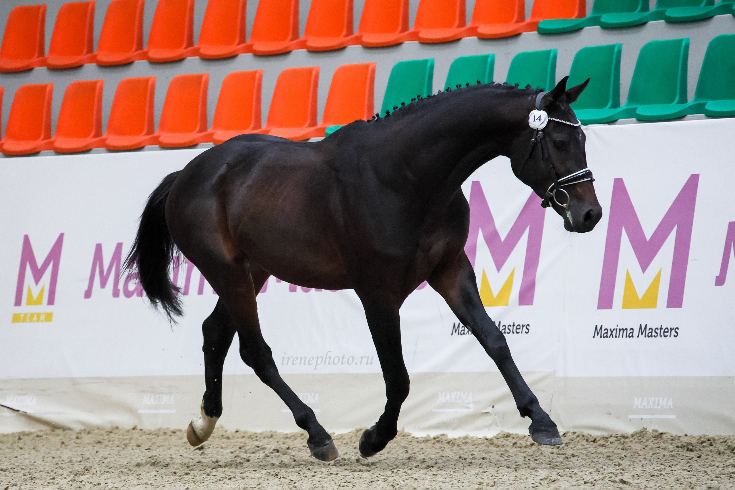 Конная Россия 2024. Irenephoto.ru