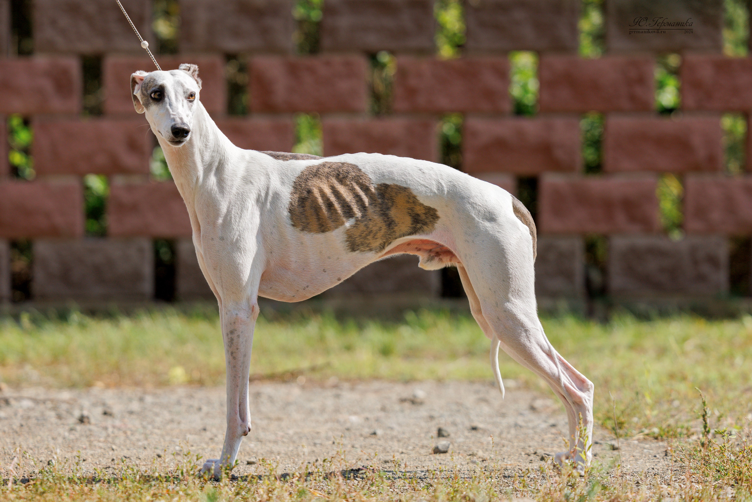 Астана 2хCACIB 17-18.08.2024. Фотограф-анималист Юлия Германика