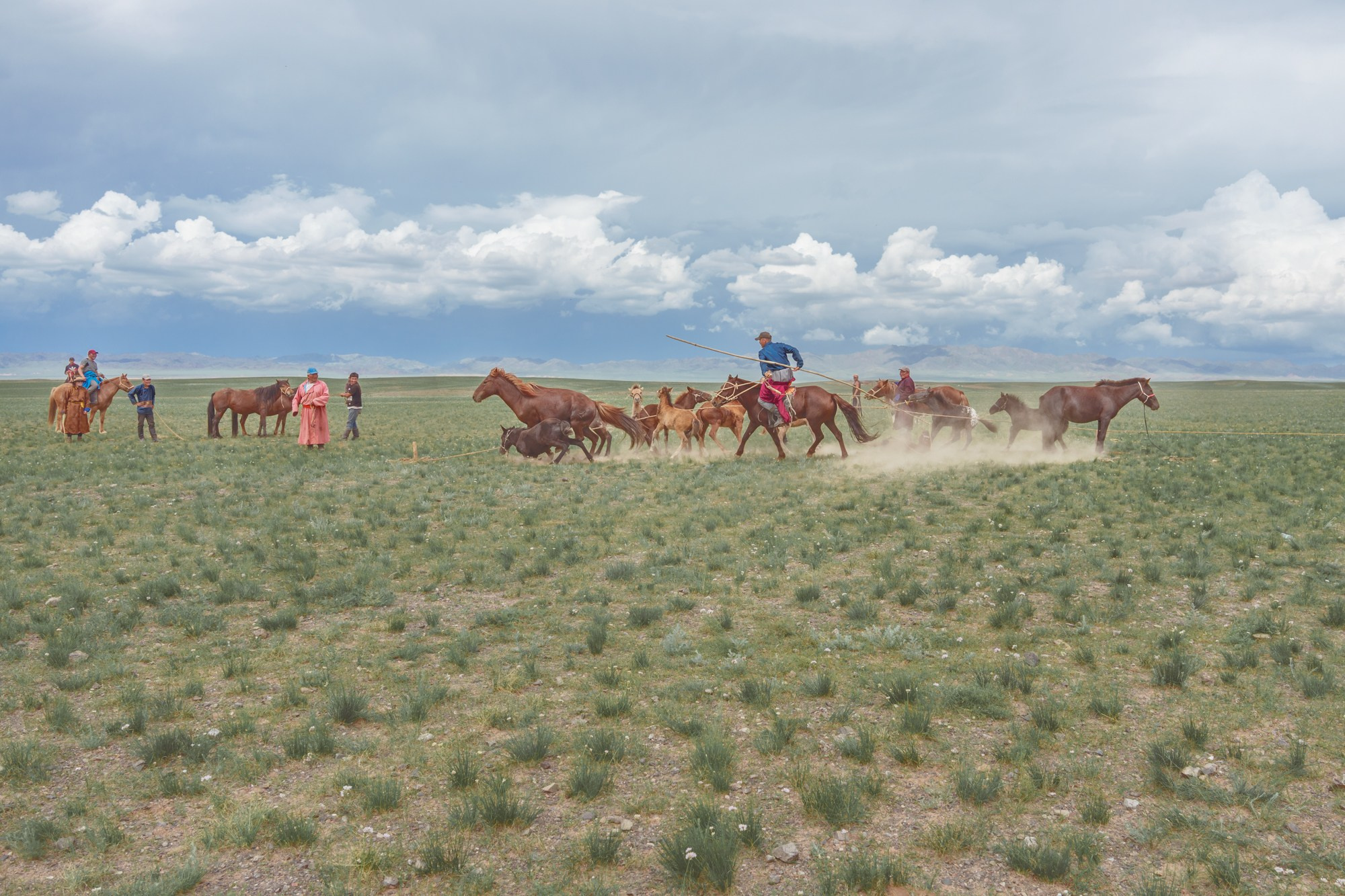 A nomad uses a lasso to catch a foal in the Mongolian steppe